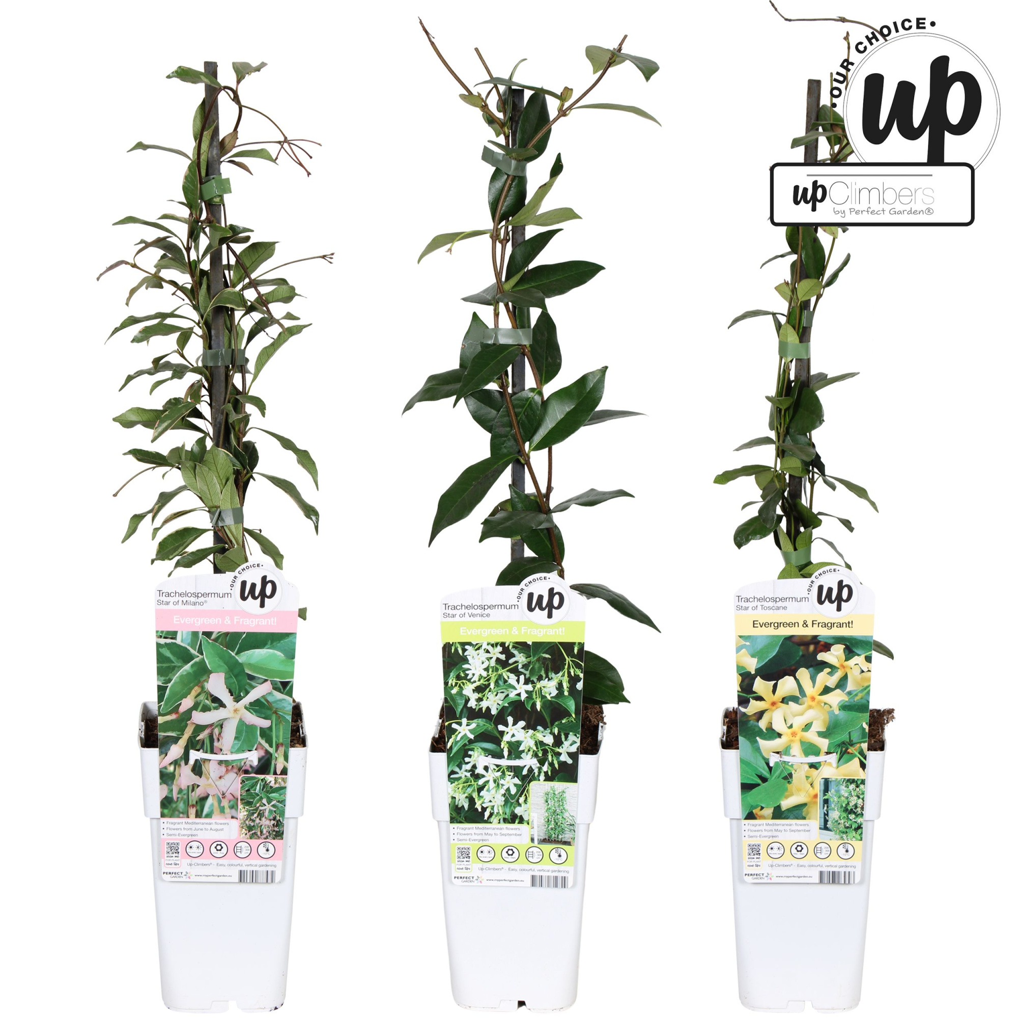 Trachelospermum Our Choice mix laag P15, D 15