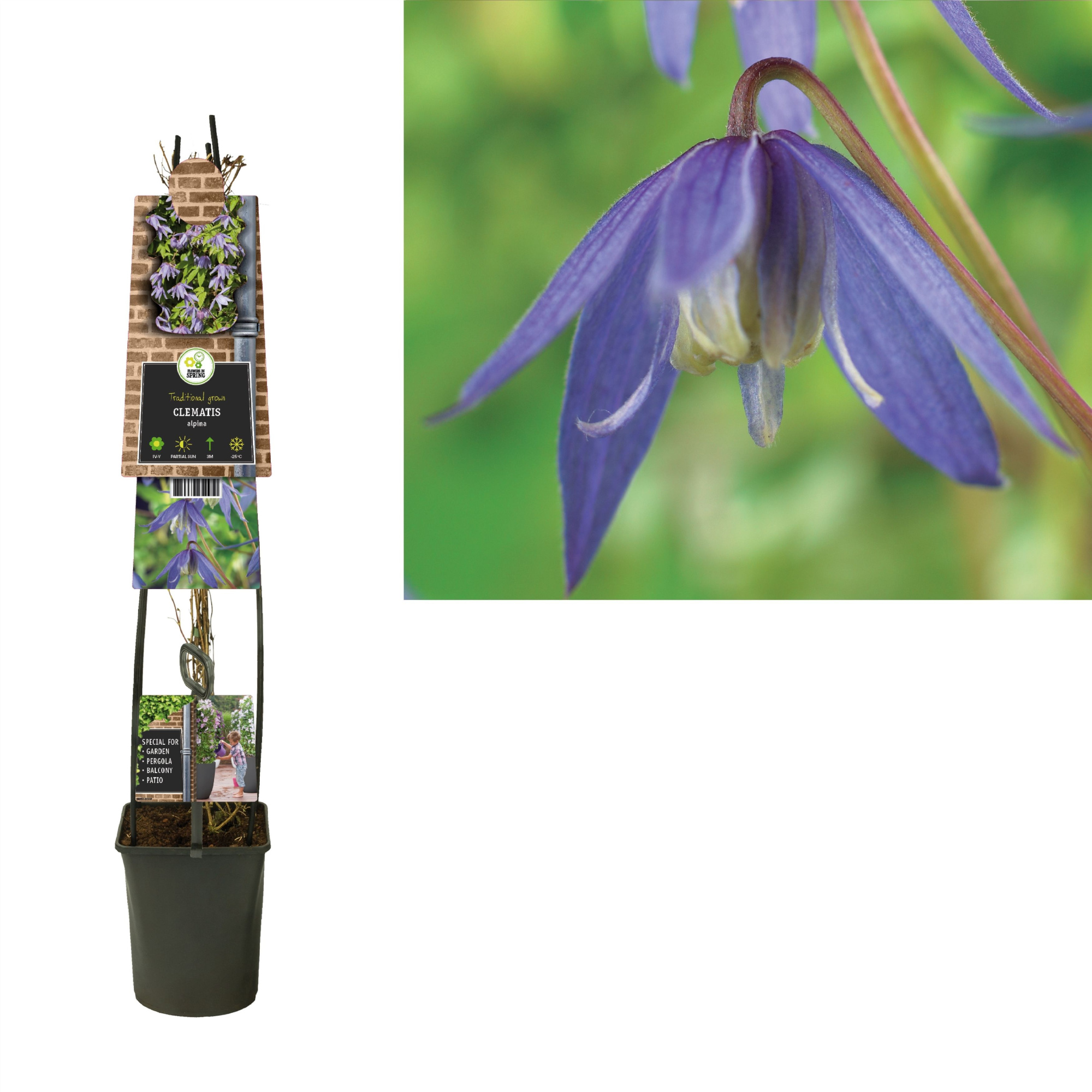 Clematis alpina +3.0 label, D 23 cm