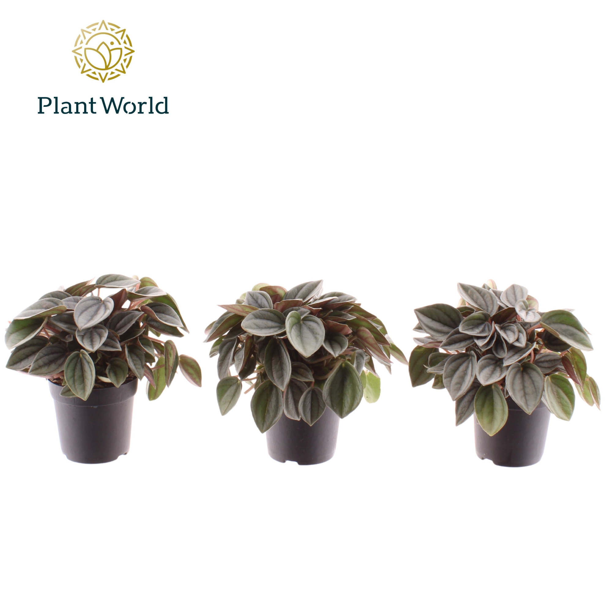 Peperomia Napoli Nights 7 cm, D 7