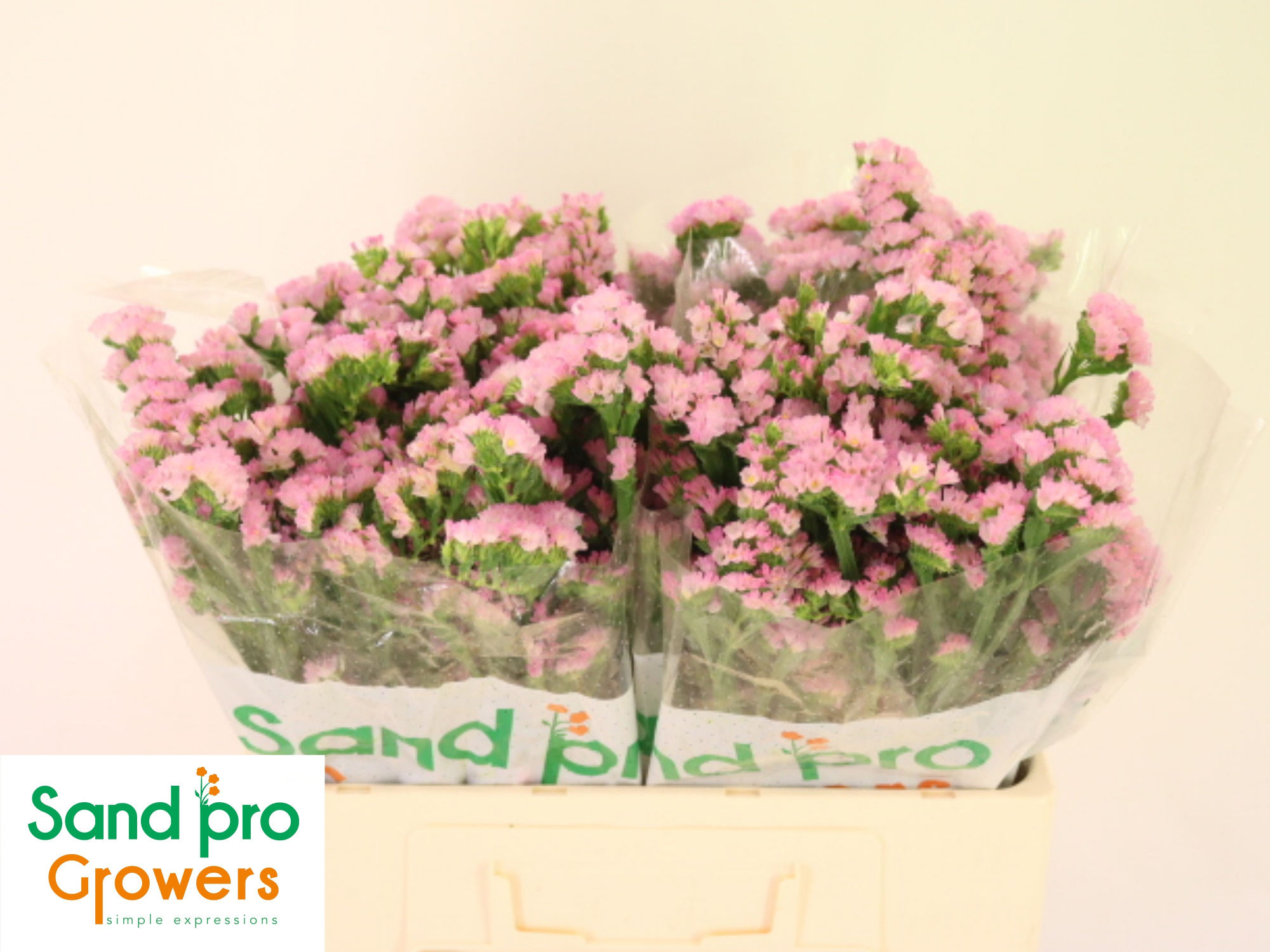 Статица Лючия Пинк 50, шт.