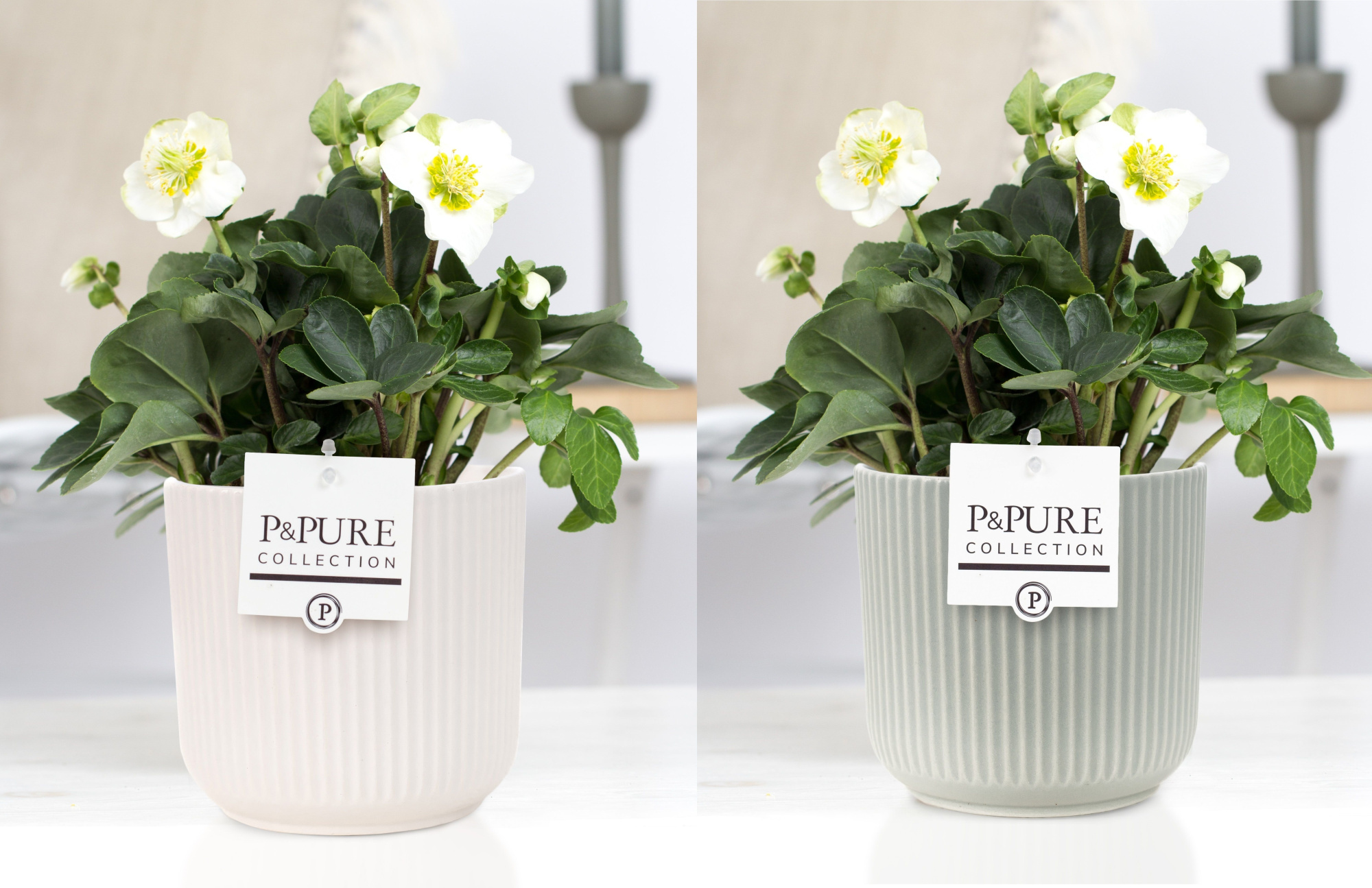 Helleborus n. Christmas Carol in Pure Sophie keramiek, D 12 cm