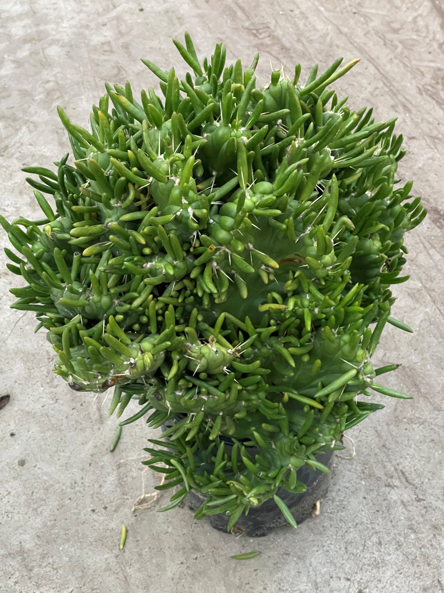 813 Subulata cristata 25, D 25