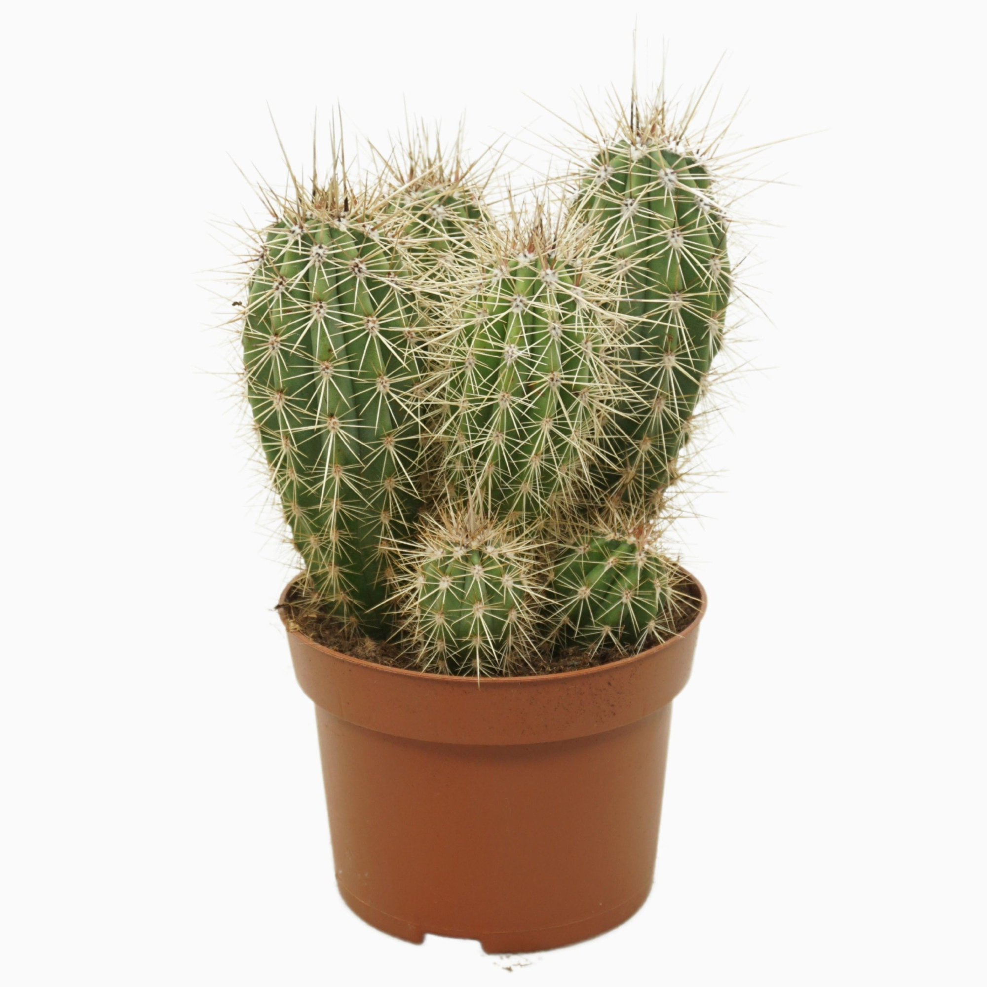 Pachycereus pringlei groep 13 cm, D 13