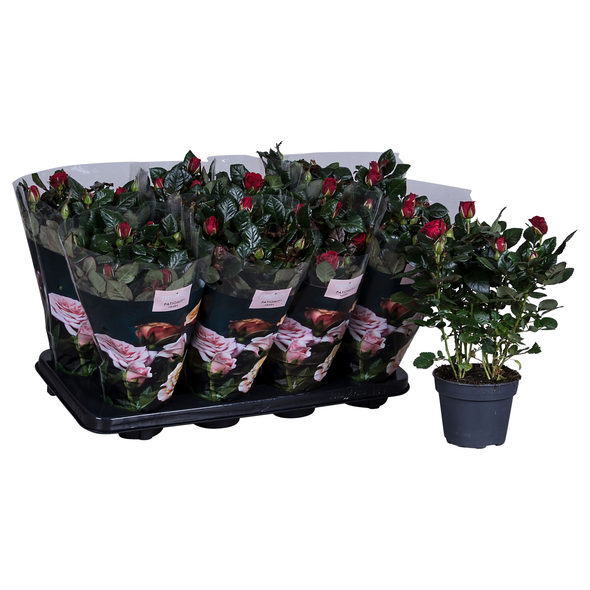 Nolina Roses Ø 13 cm Red st. 0-1, D 13