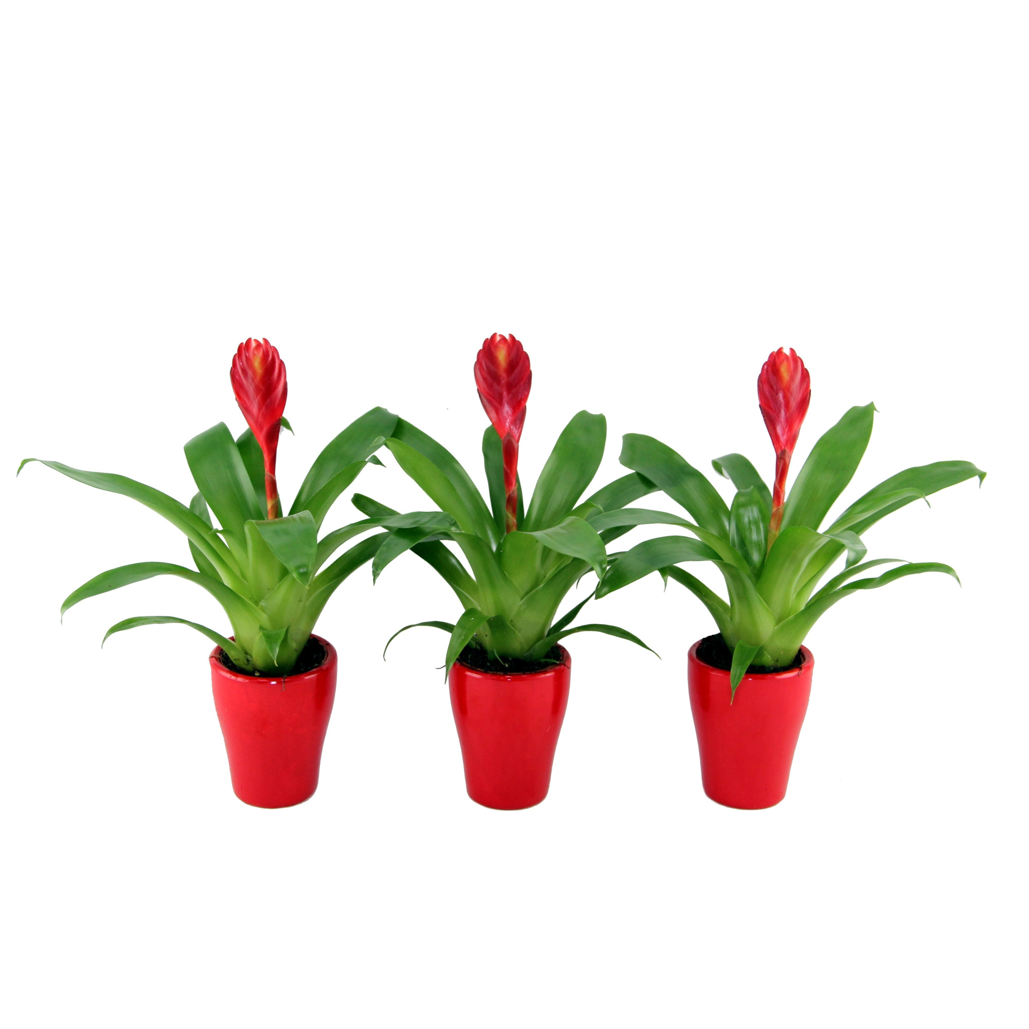 Vriesea Christiane in rood keramiek, D 7 cm