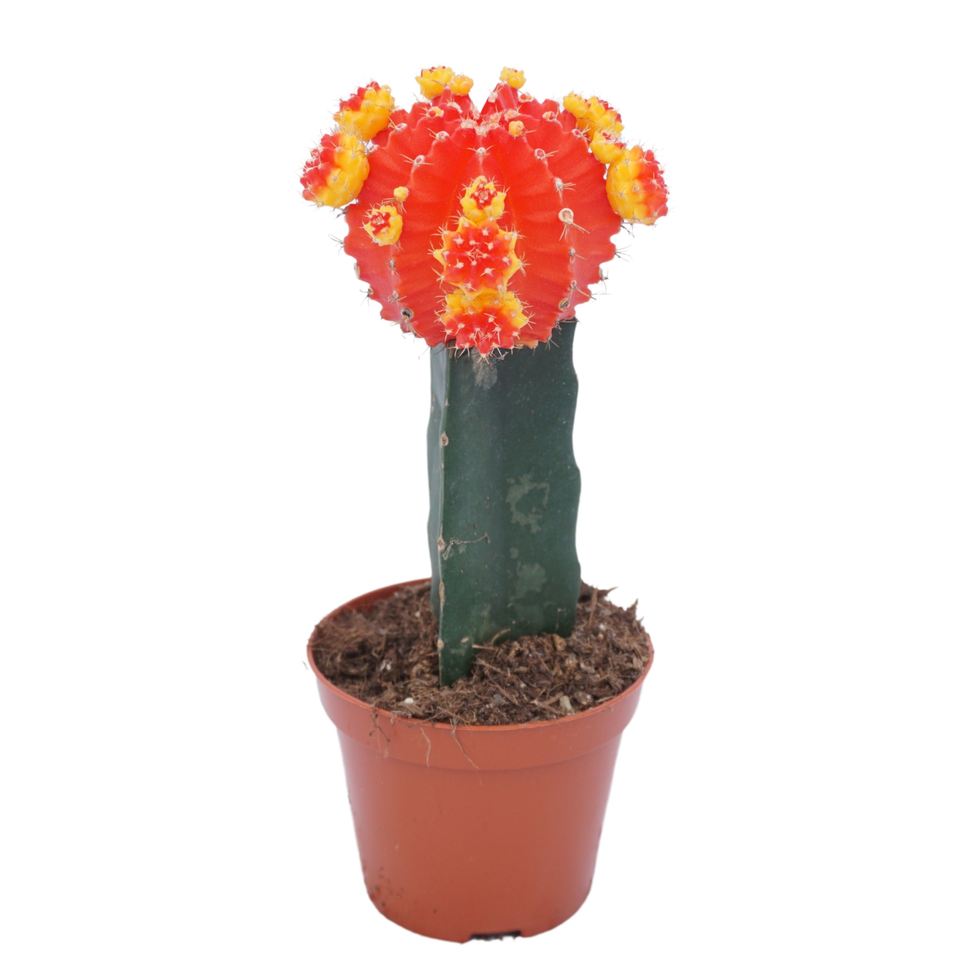 Gymnocalycium geënt rood/geel 8,5 cm, D 8,5 cm