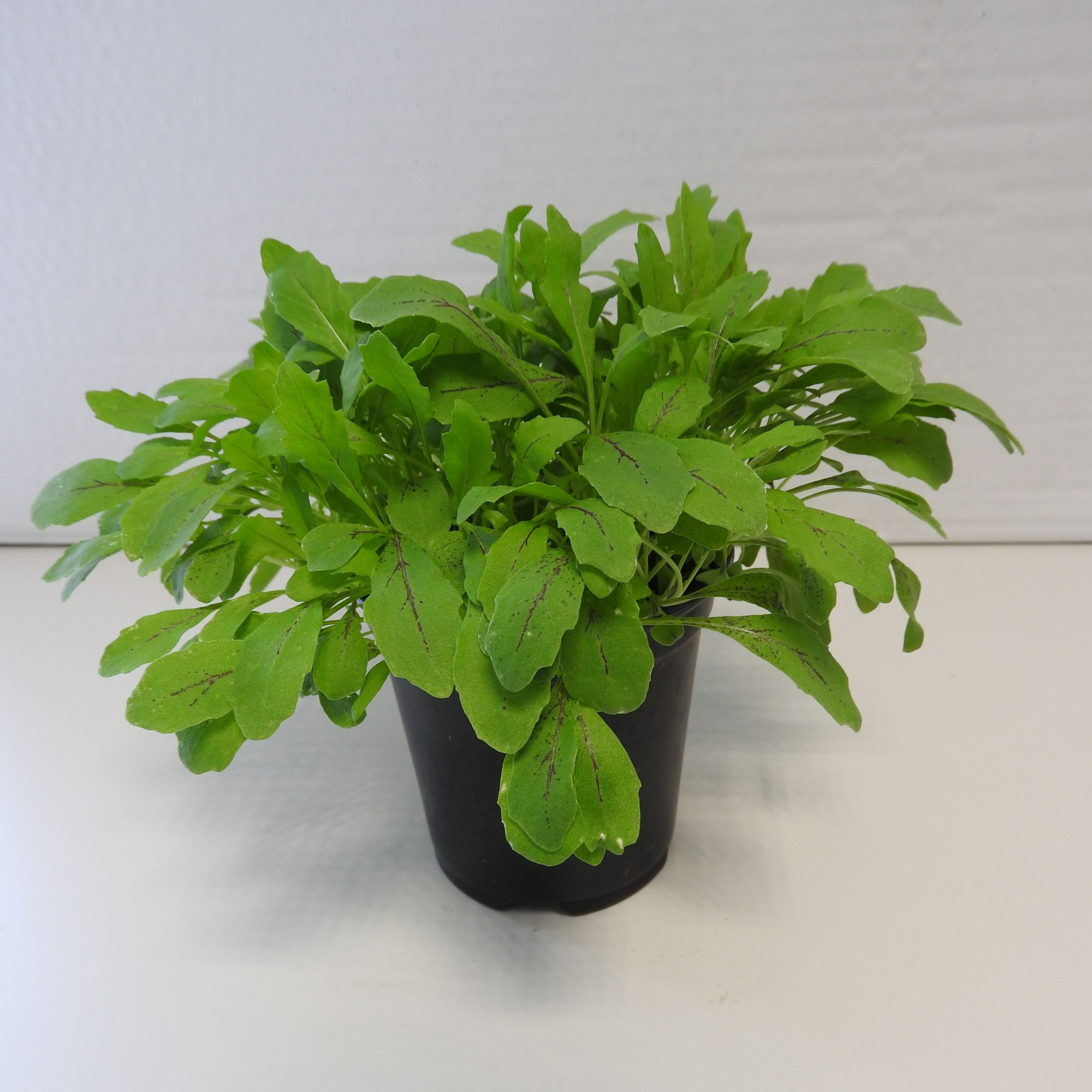 Rucola Rood P9, D 9 cm