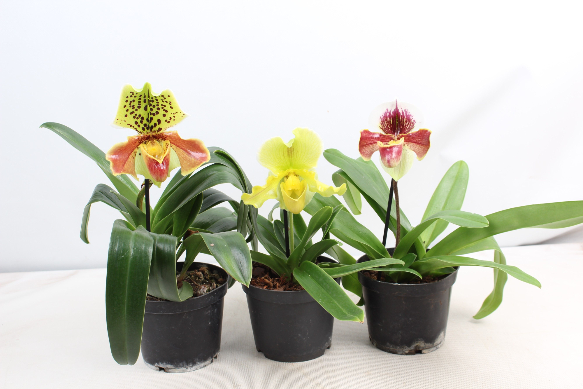 Paphiopedilum 1 tak mix 15 cm, D 15