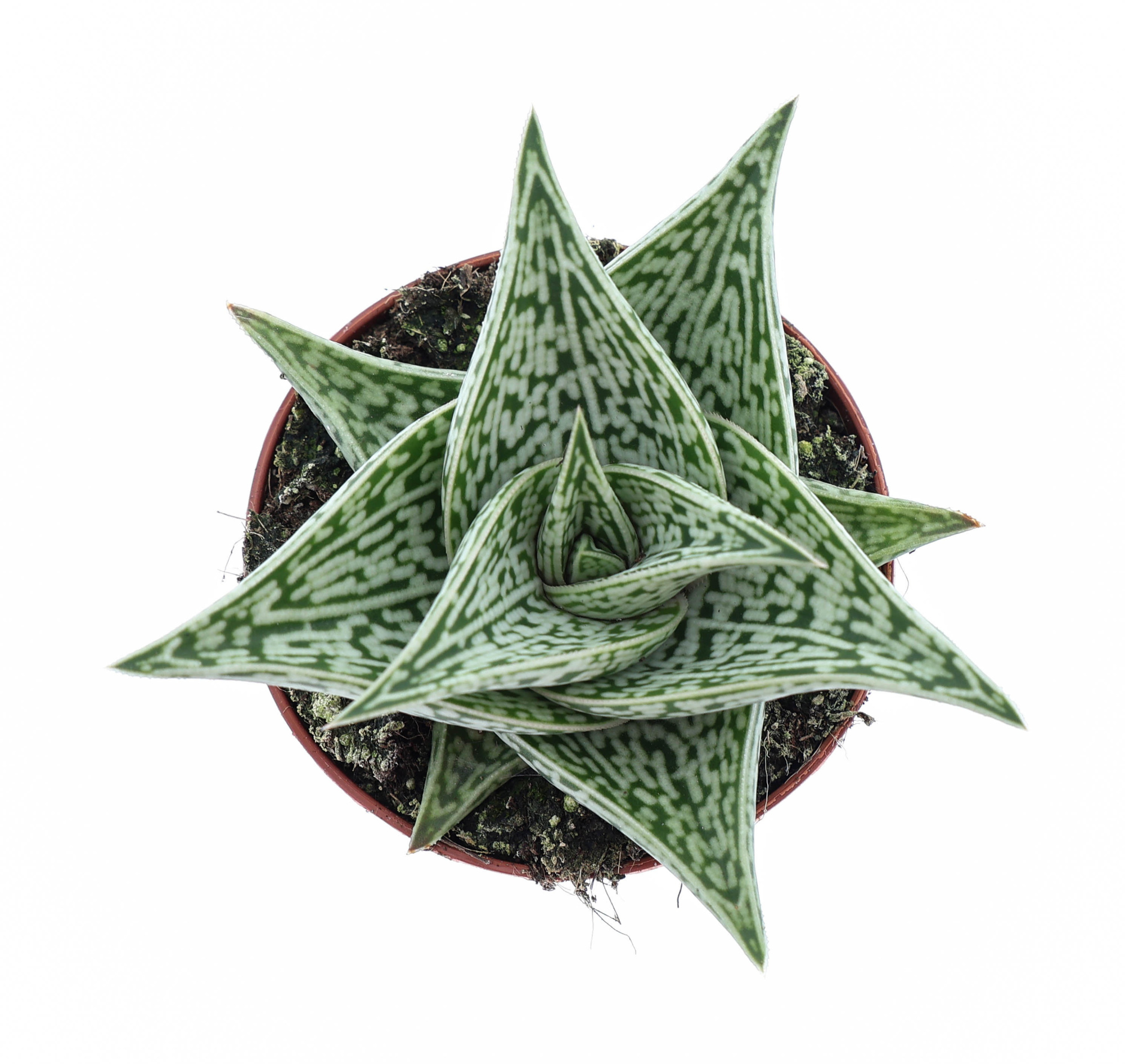 Aloe variegata tribal, D 8,5 cm