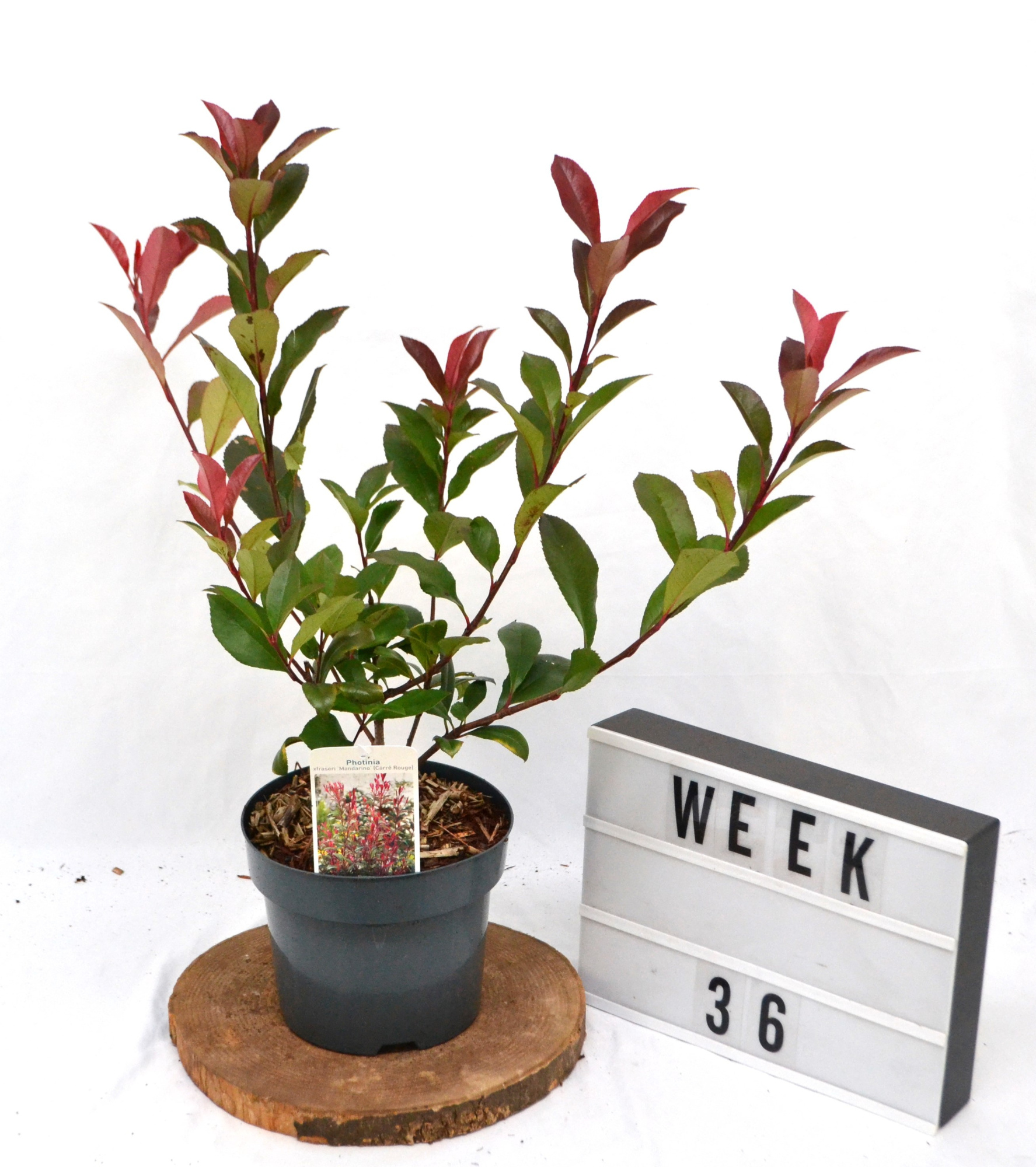 Photinia Fraseri Mandarino C3 40-50, D 19 cm