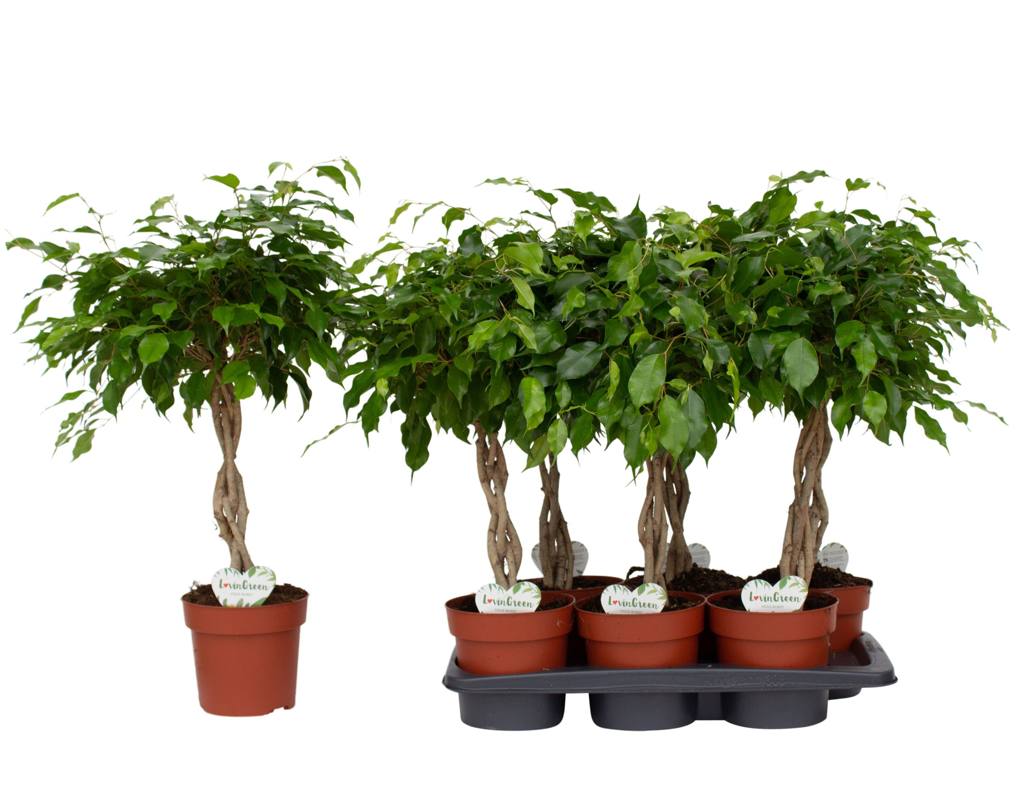 Ficus Bundy, D 17 cm