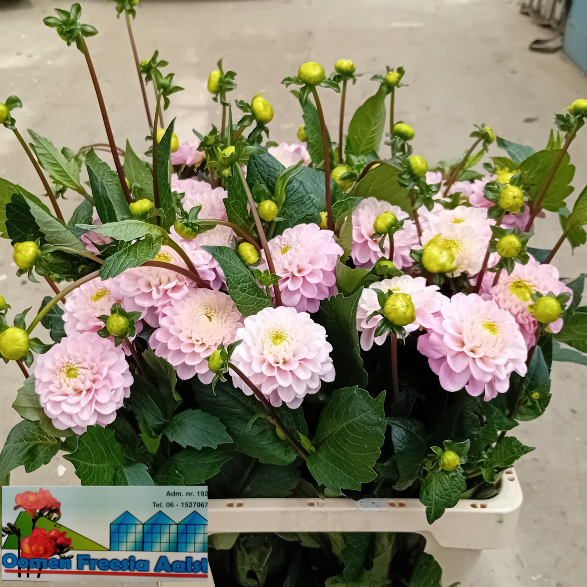 Георгина Визз Оф Оз 65, шт.