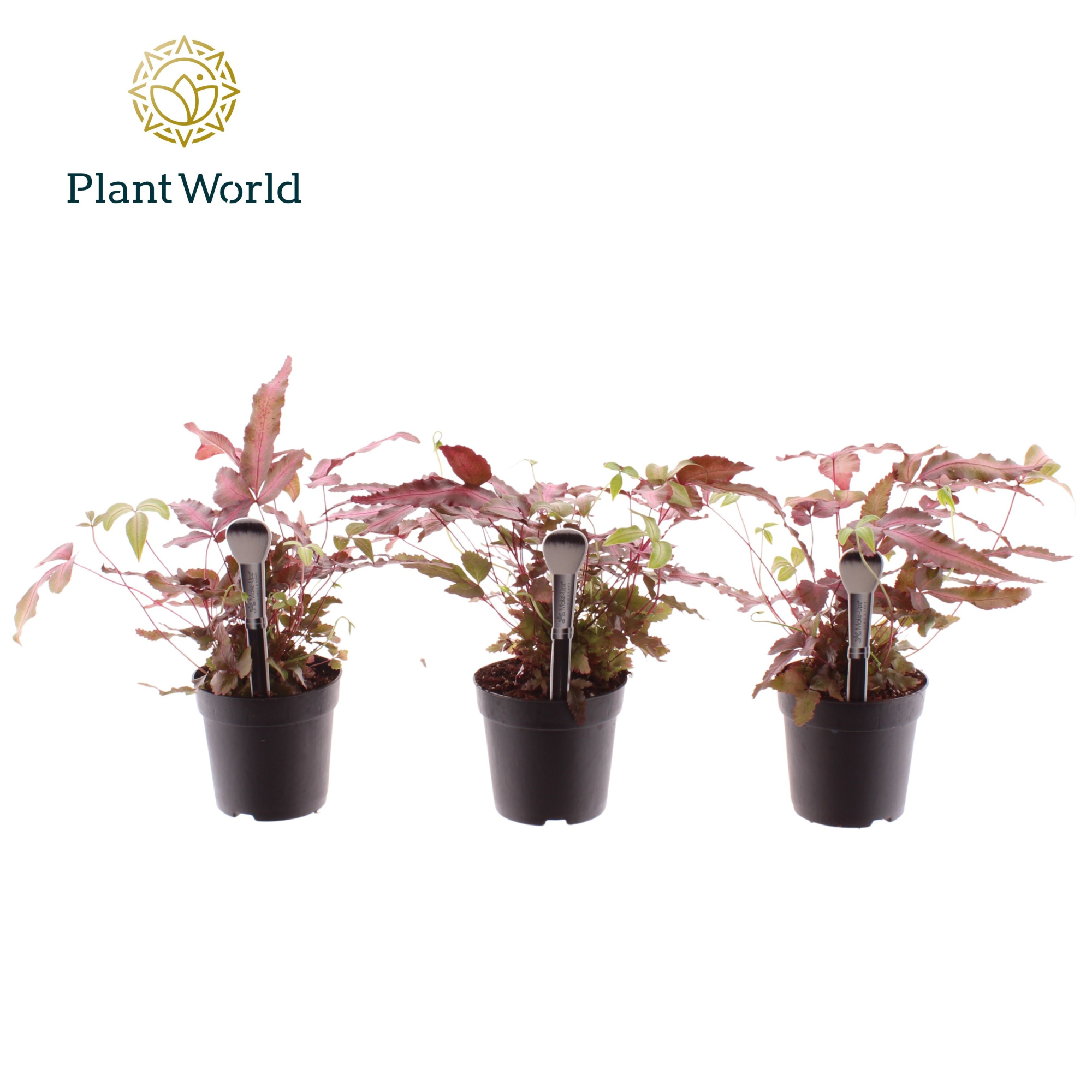 Pteris cretica 'Albolineata' 7 cm Make-Upz Roze, D 7 cm