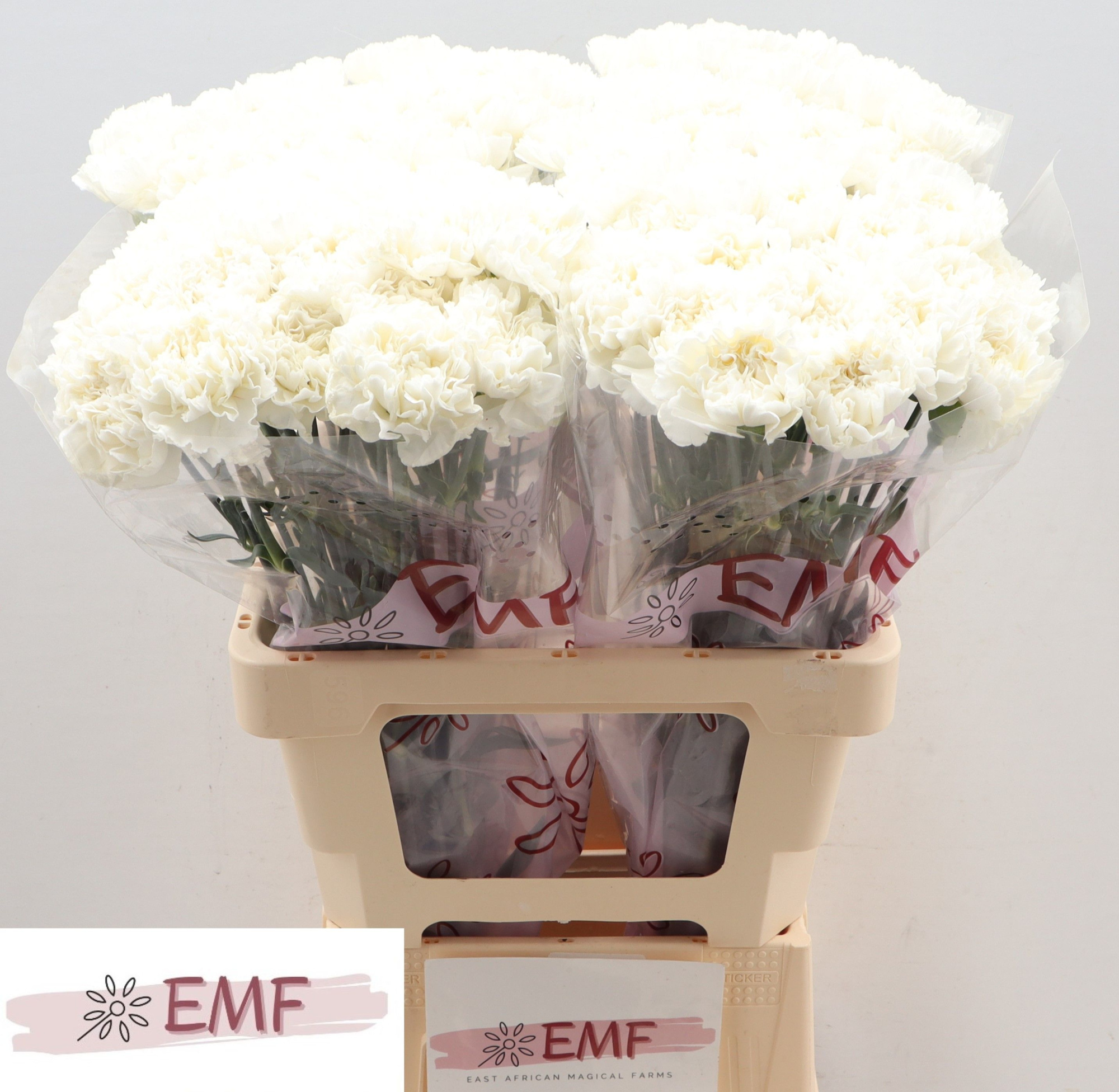 Диантус од. Холли, шт.