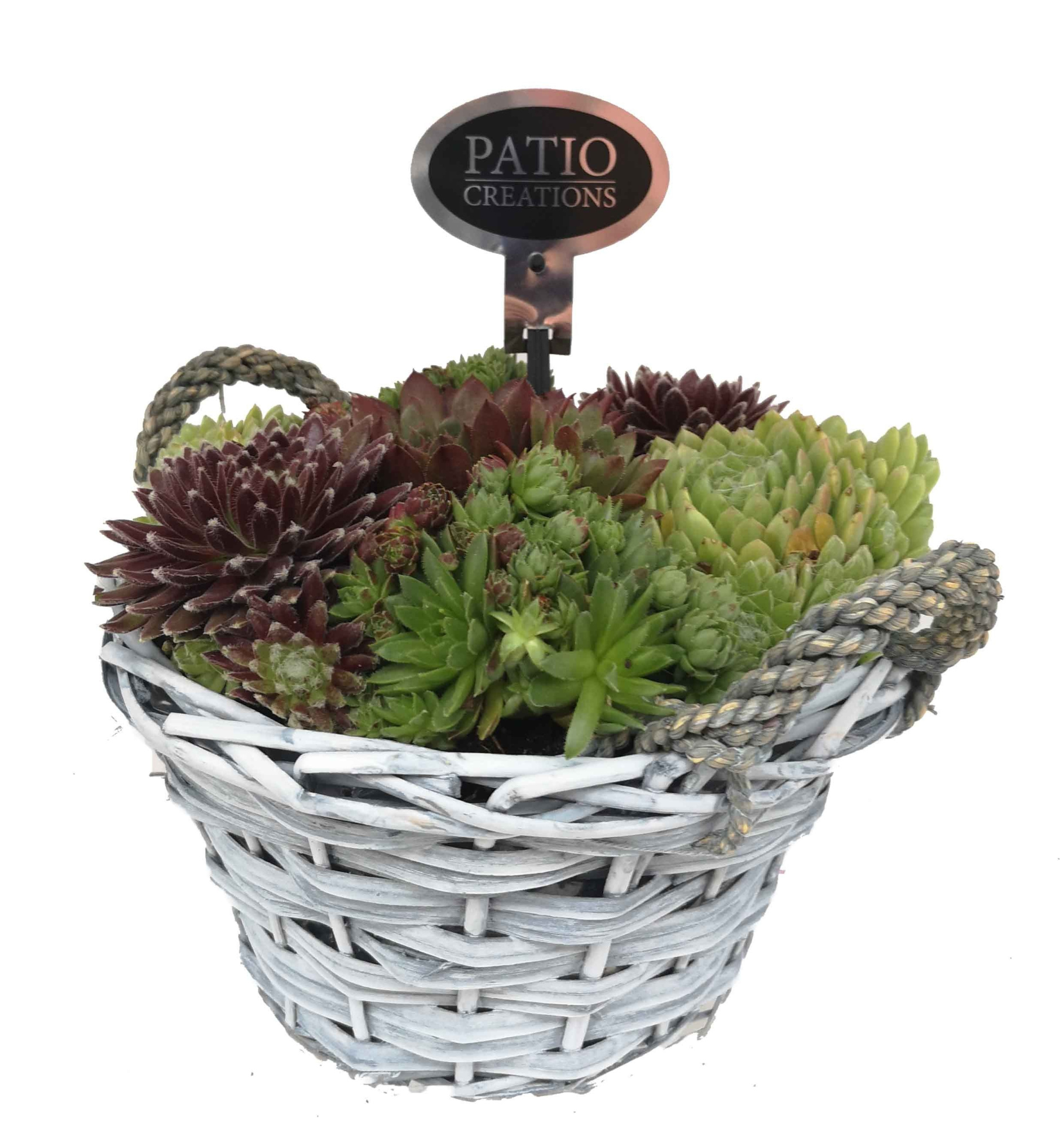 SE494-9323 Sempervivum wilg grijs mand rond, D 24 cm