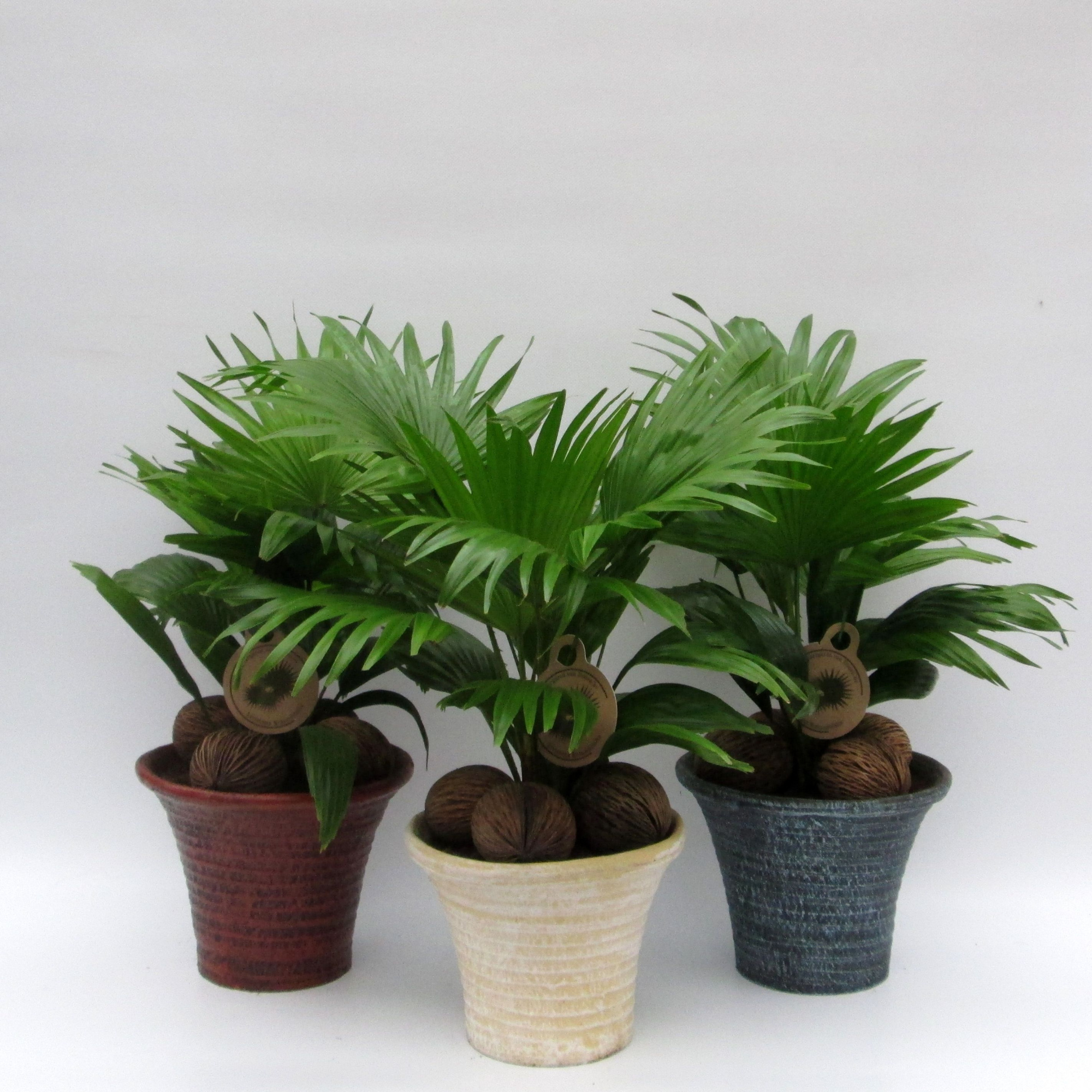 Livistona rotundifolia, D 19 cm