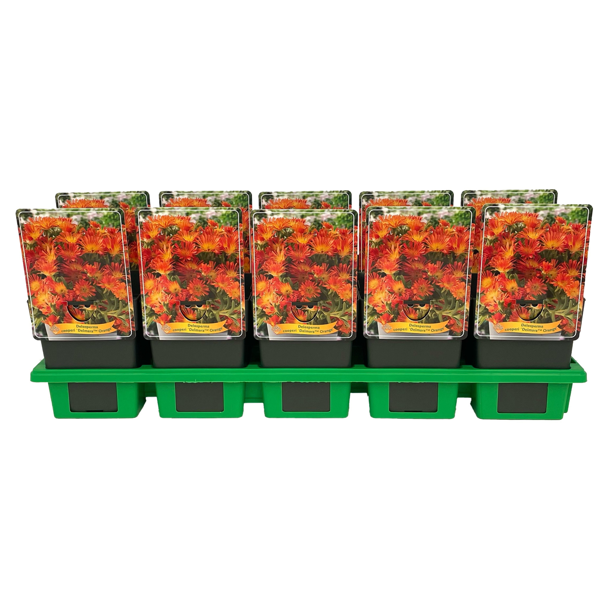 Delosperma cooperi Delmara 'Orange' P11, D 11