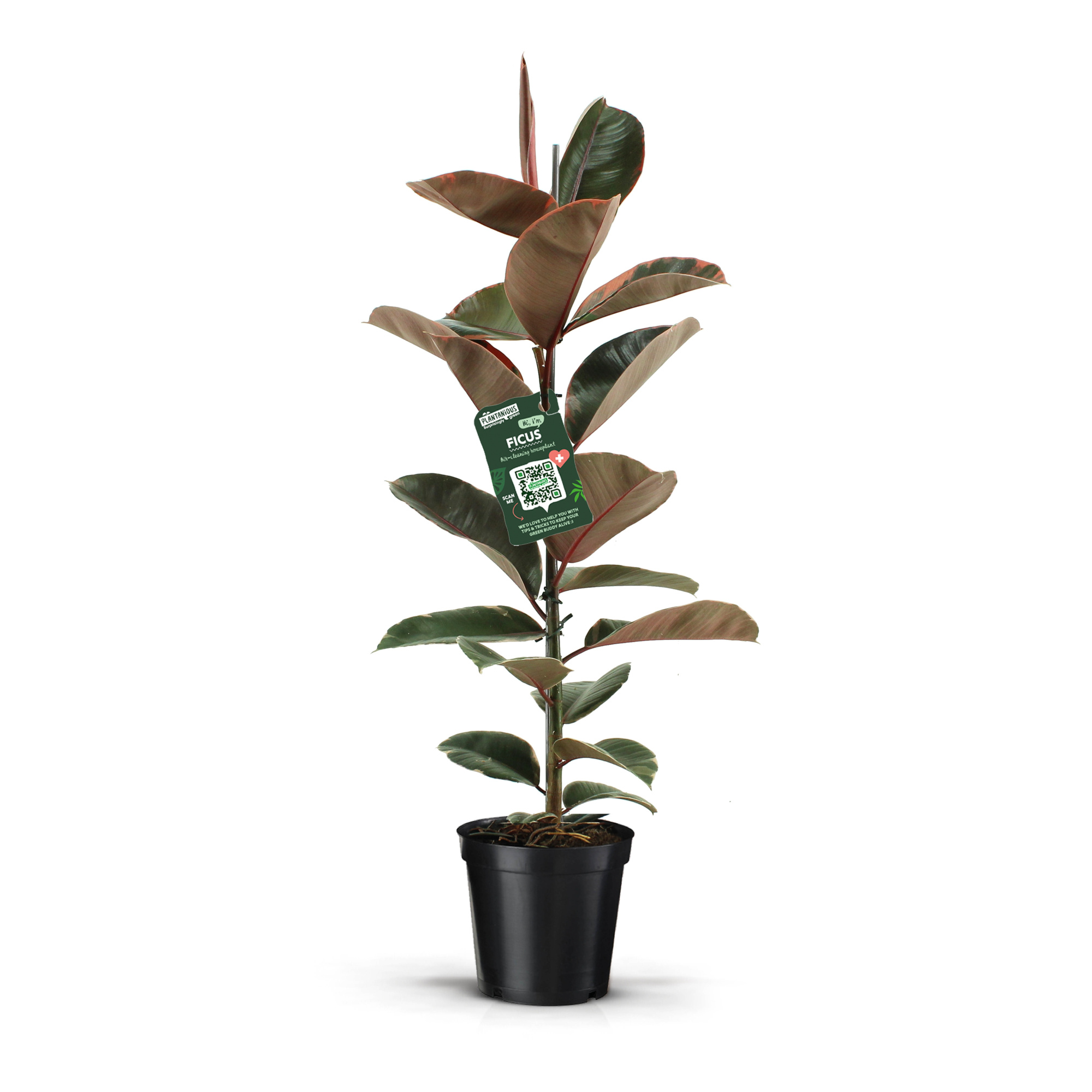 Ficus Elastica Belize, D 21 cm