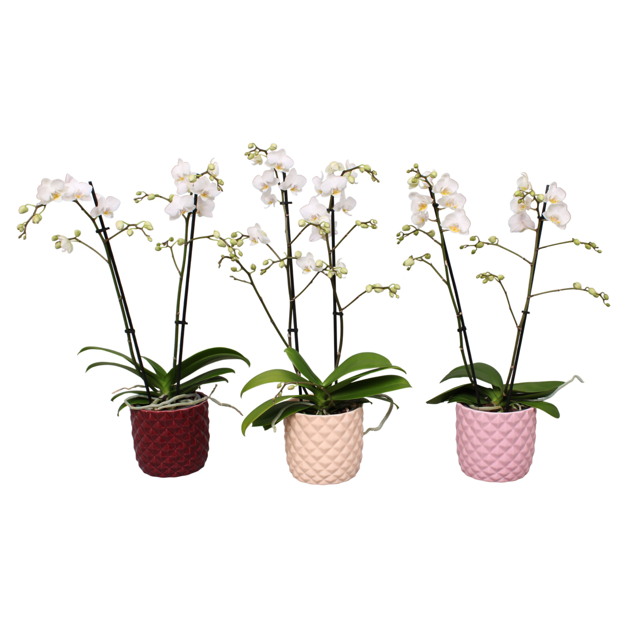 Phal. Multiflora 2-tak wit in keramiek BGC991, D 12 cm