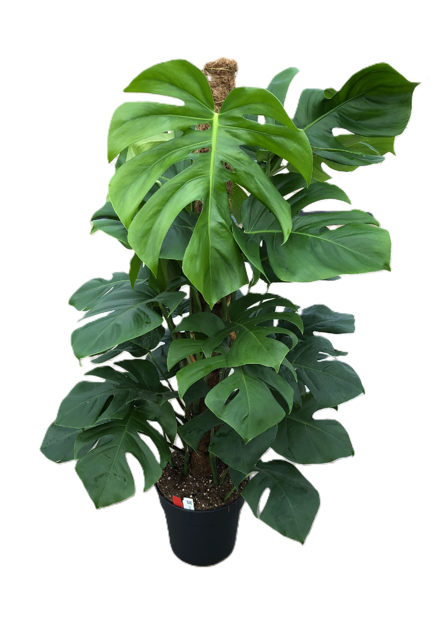 Monstera pertusum, D 24 cm