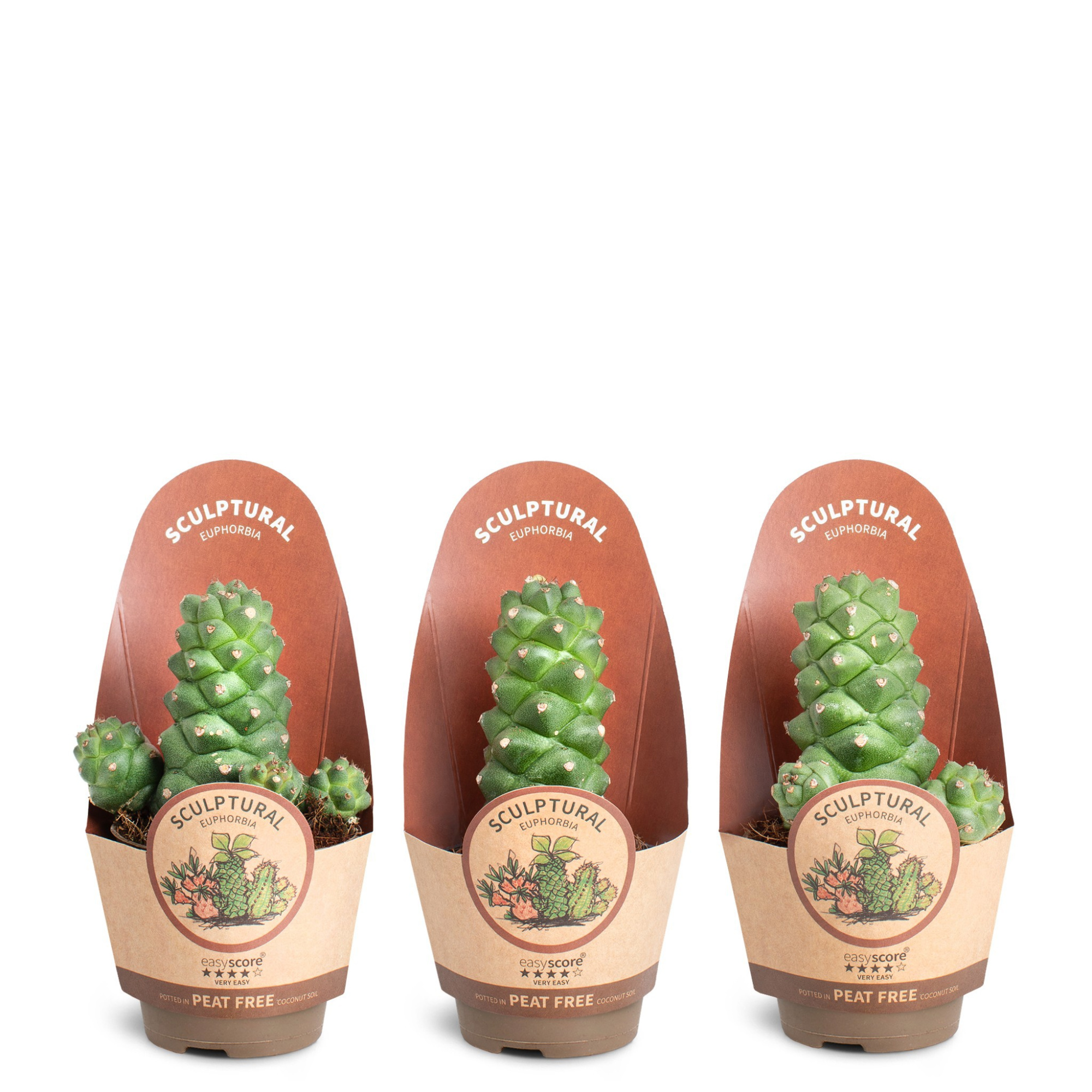 Euphorbia ritchiei, D 6