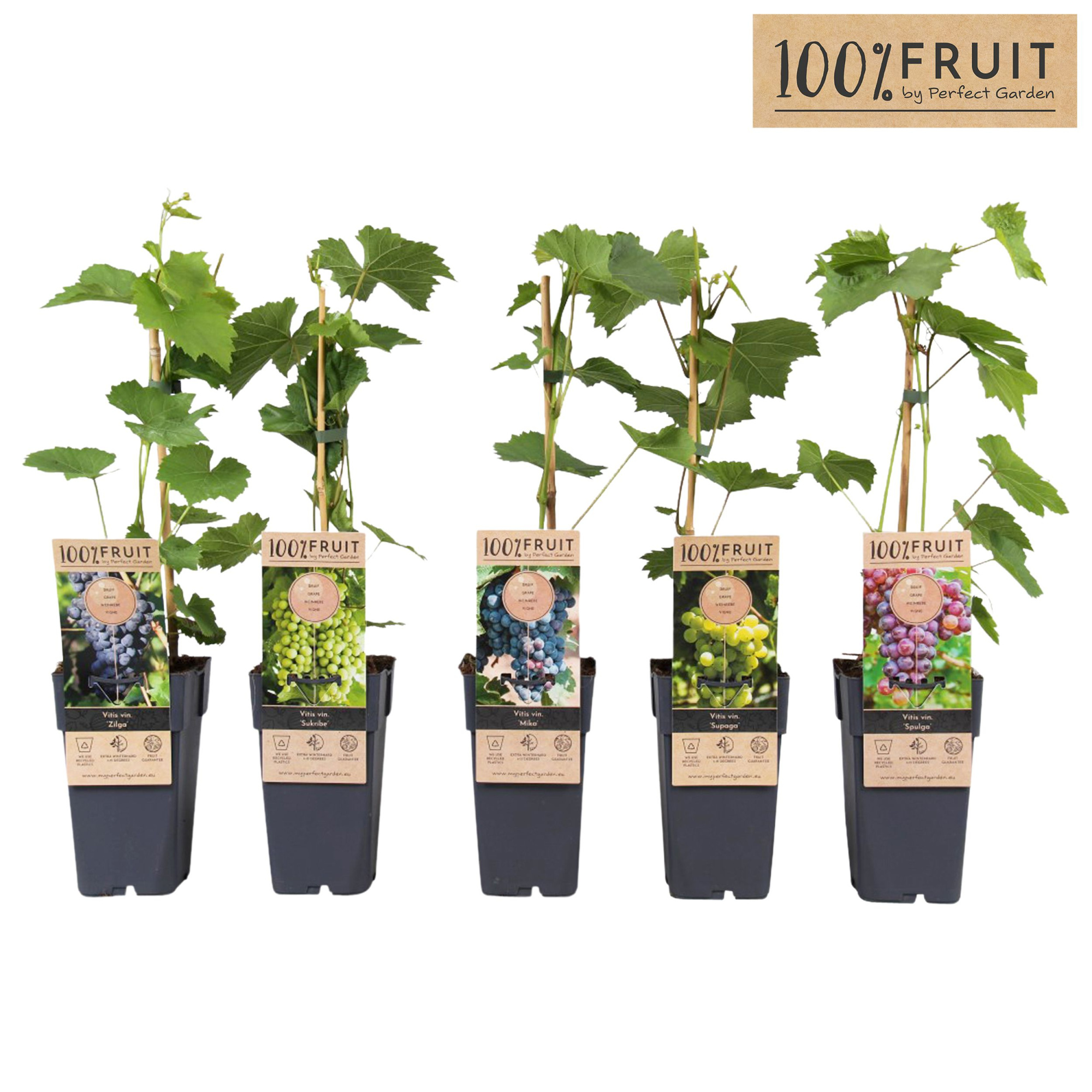 Vitis mix laag winterhard P15, D 15 cm