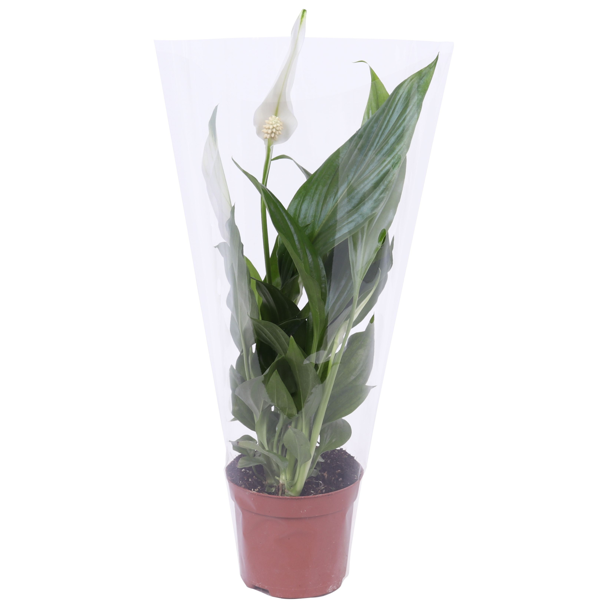 Spathiphyllum Pearl Cupido 9cm, D 9 cm