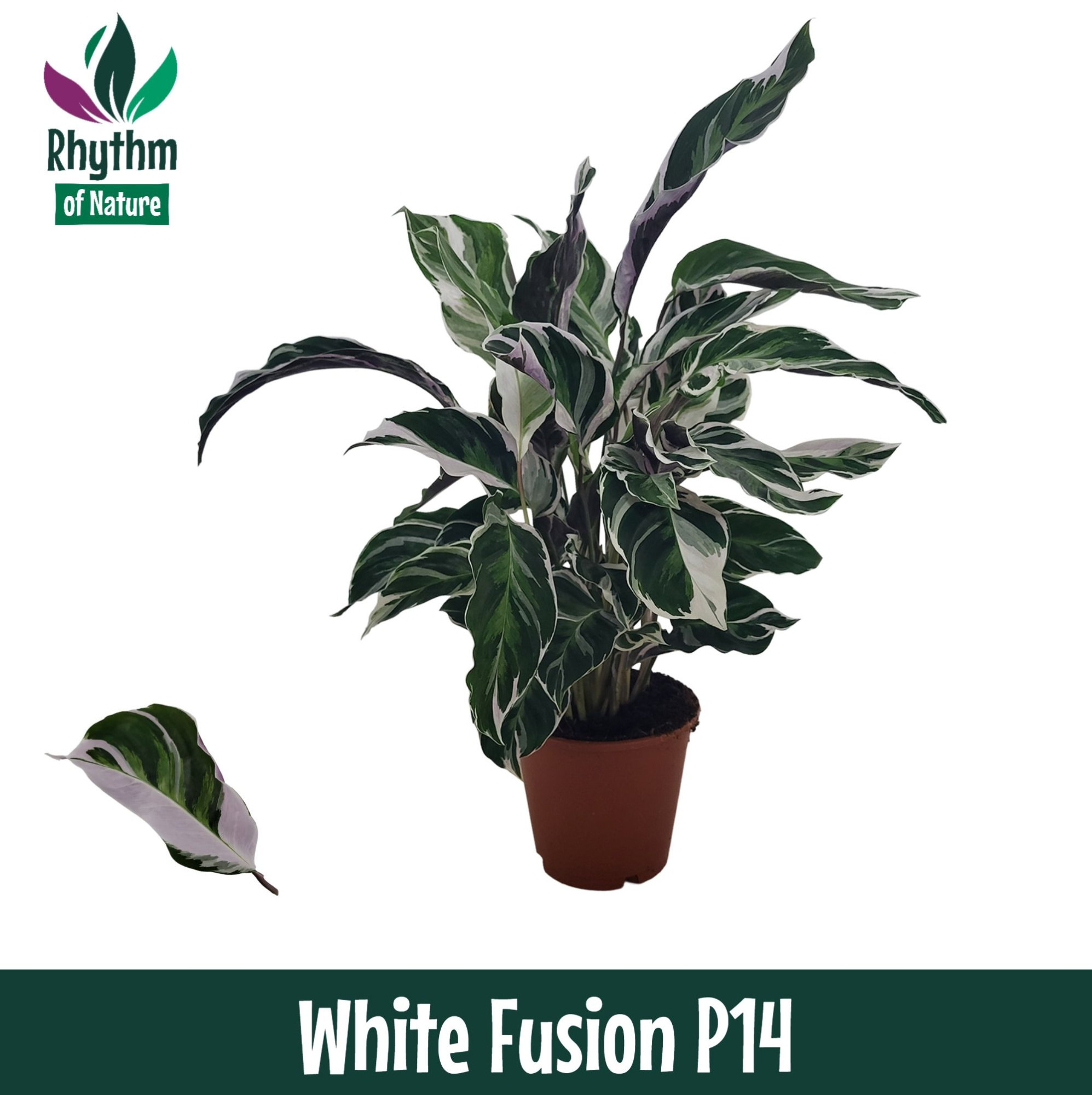 Calathea 14cm White Fusion Rhythm of Nature, D 14 cm