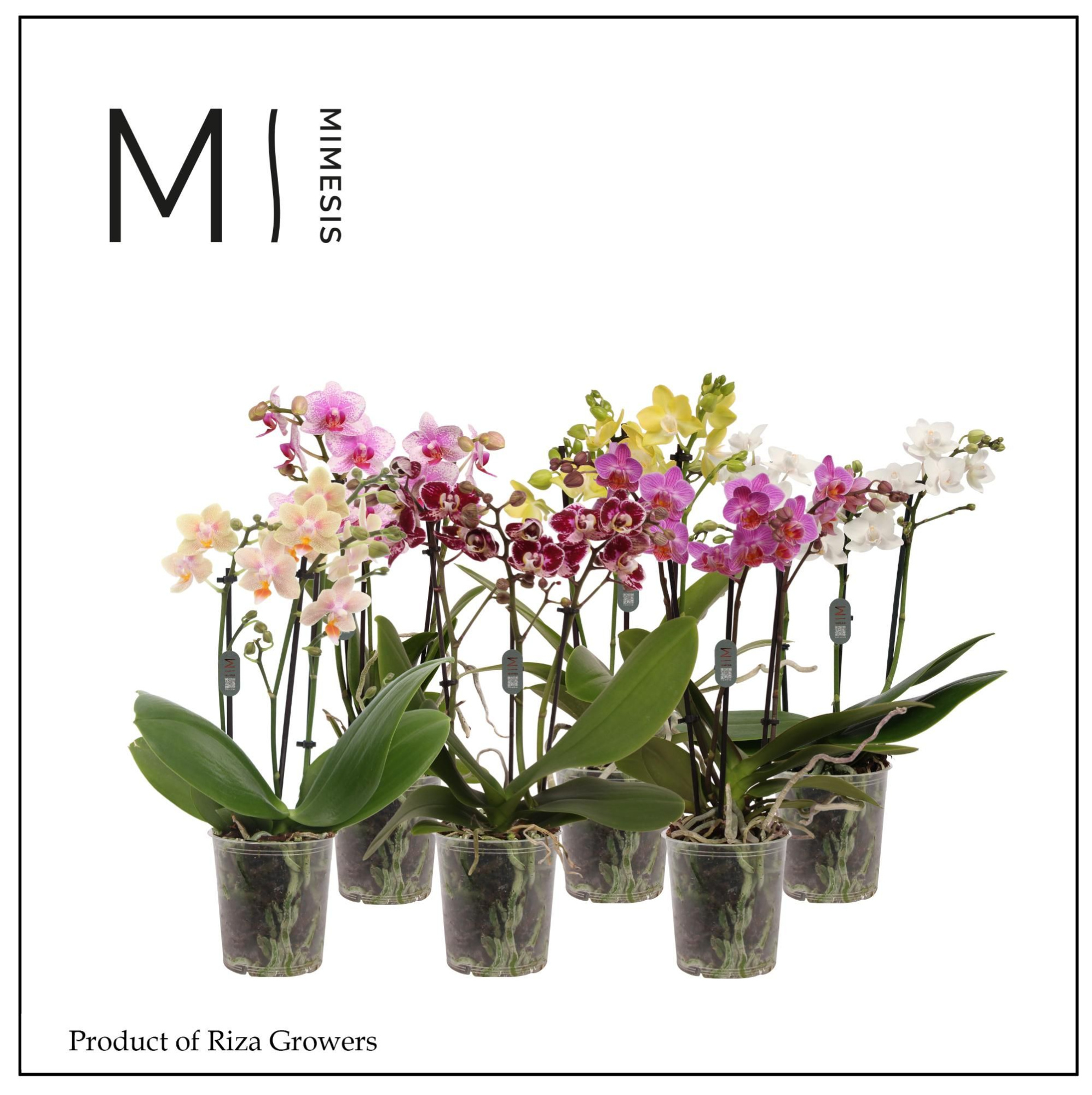 Phalaenopsis Mix 3 spike - 9cm | Mimesis, D 9 cm