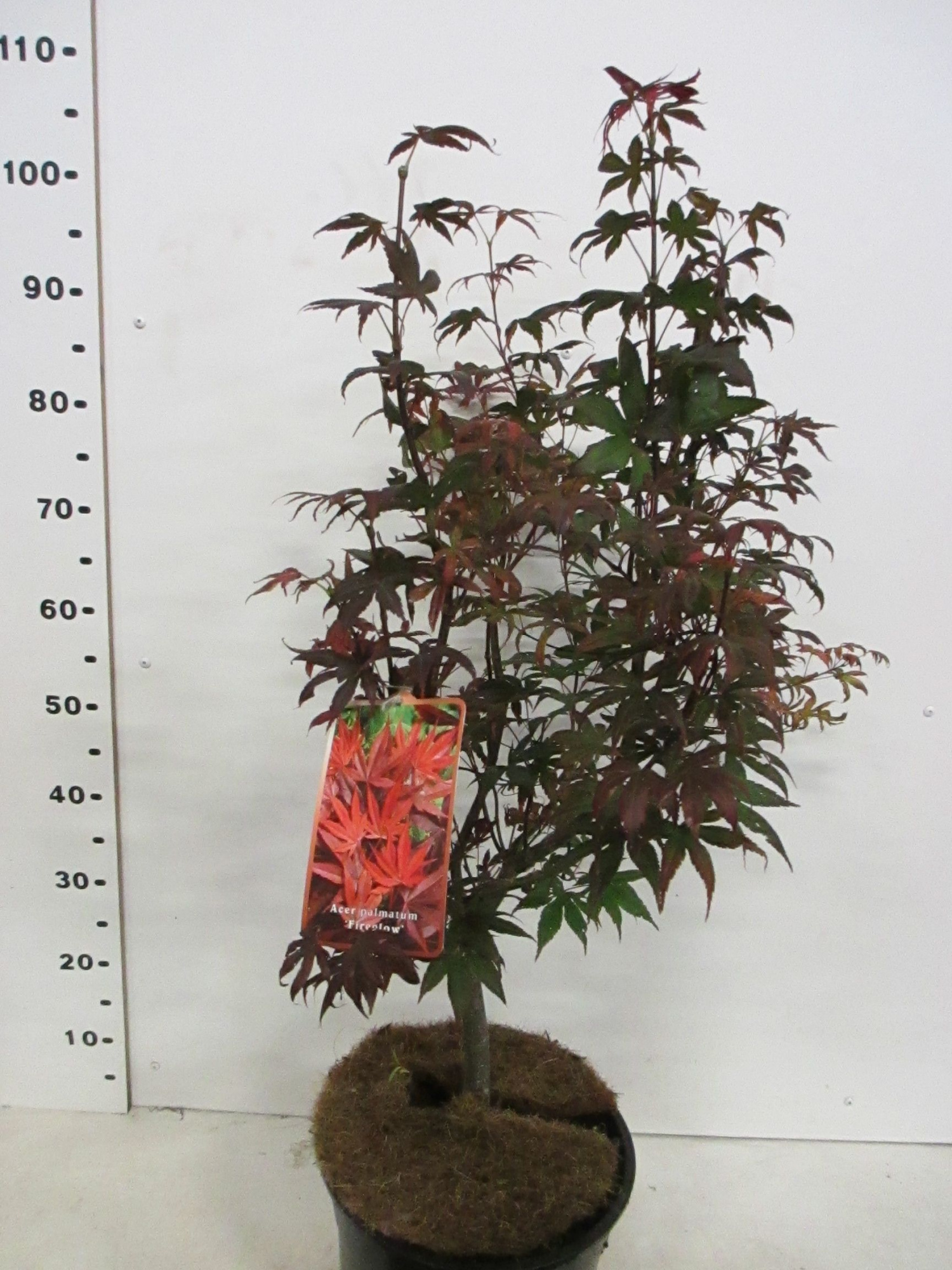 Acer palm. Fireglow 80-100 P28, D 28 cm