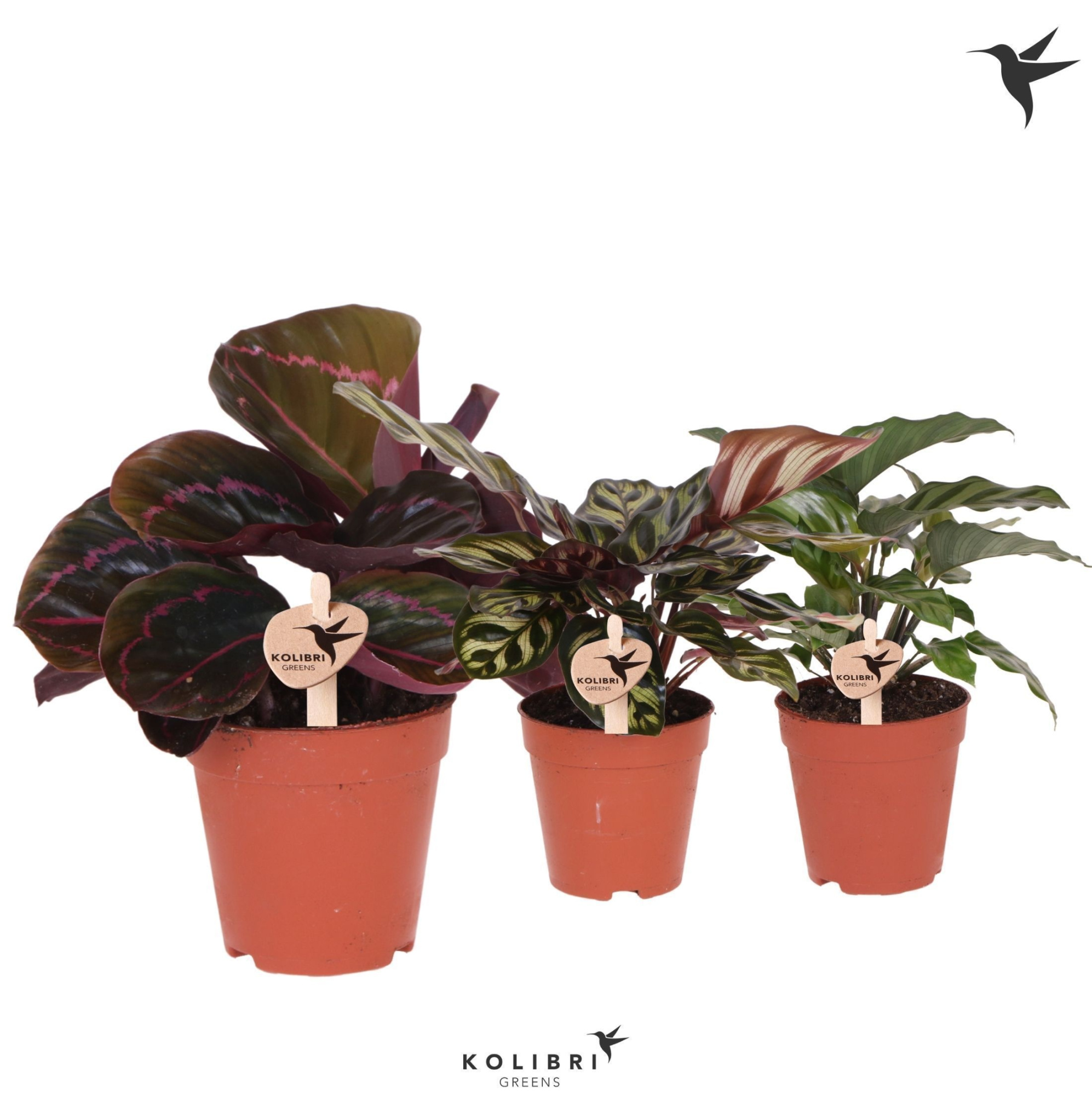 Kolibri Greens Calathea mix, D 9 cm