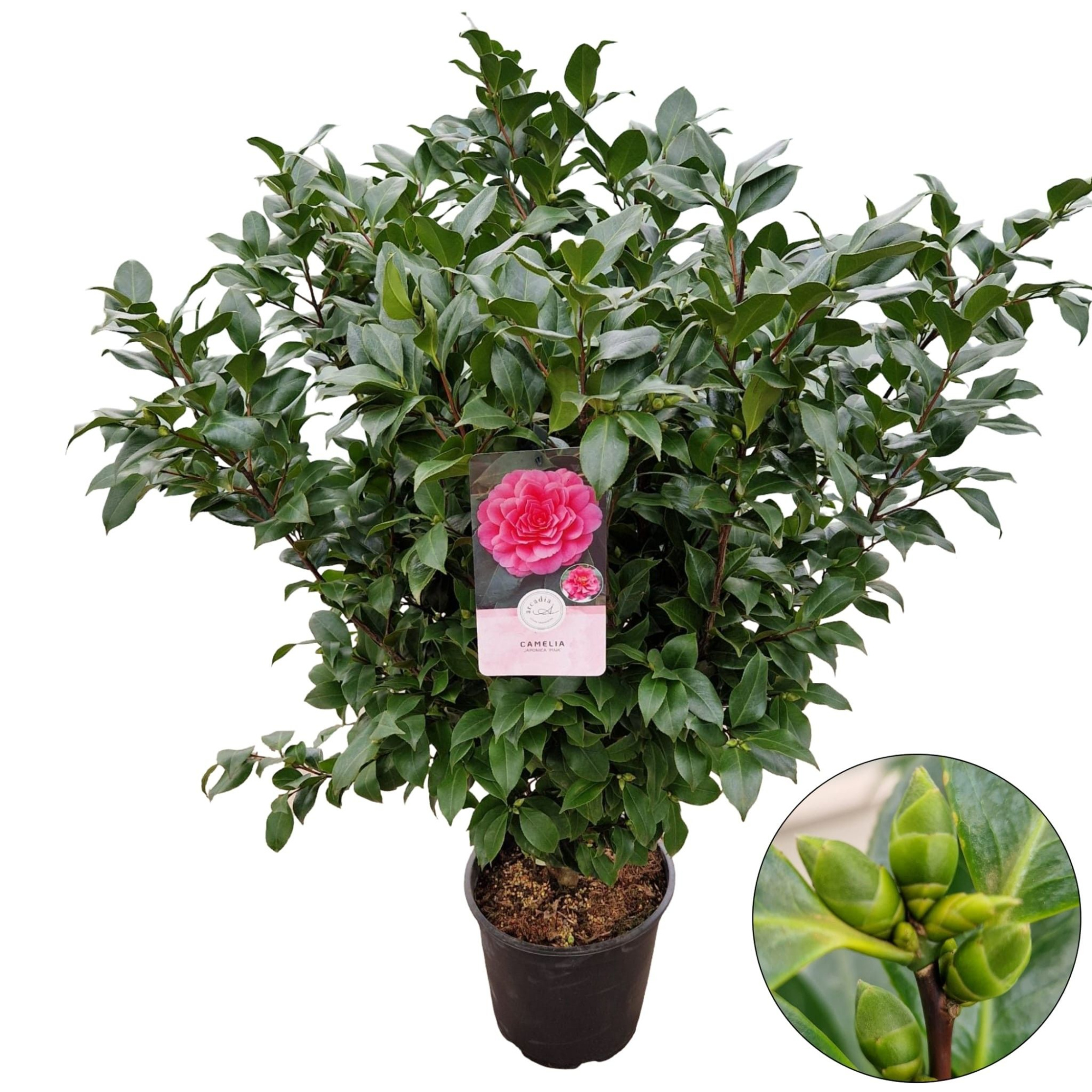 Camellia jap. 'Pink', D 29 cm