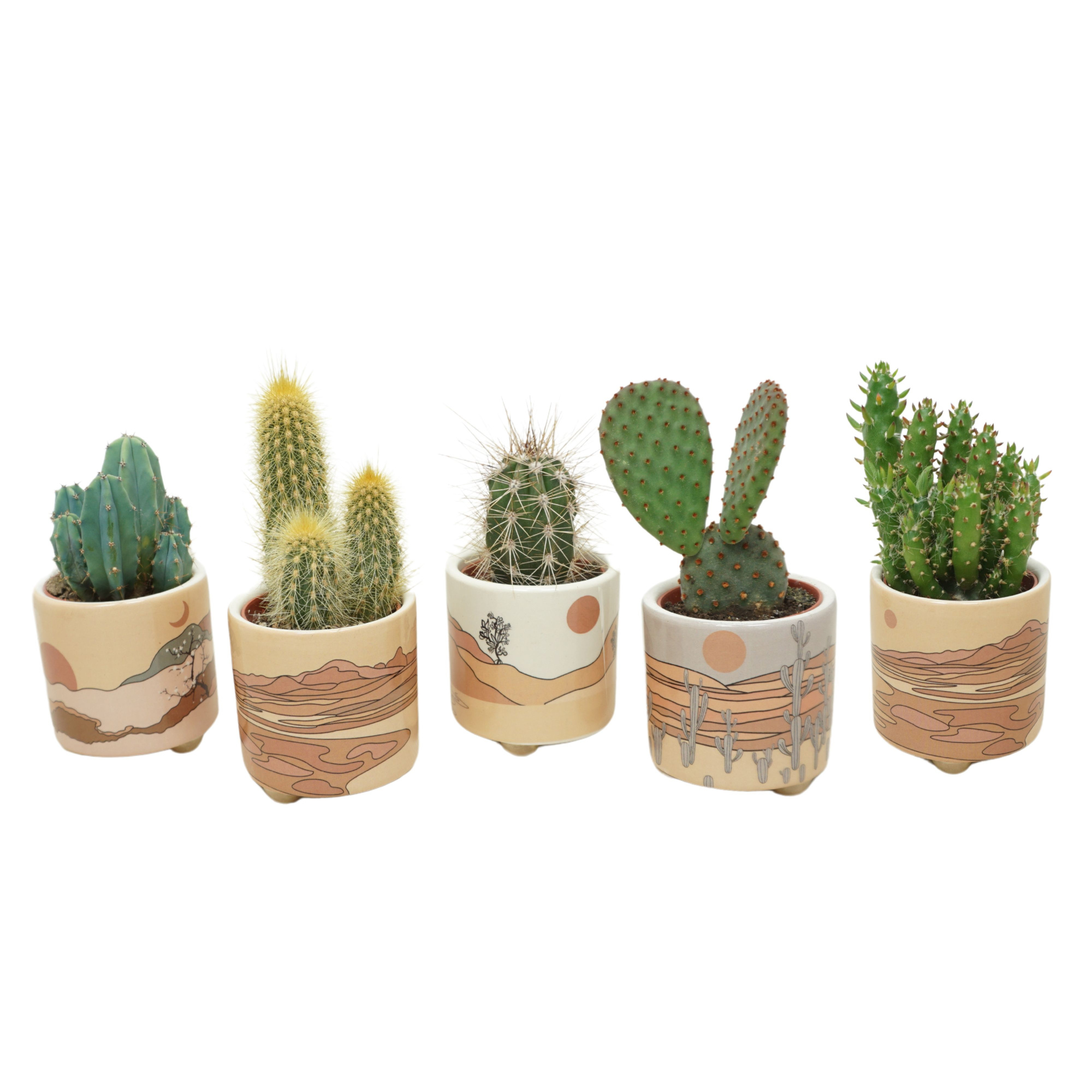 Cactus mix in 6 cm 'Palm Mar' sierpotje, D 5,5 cm