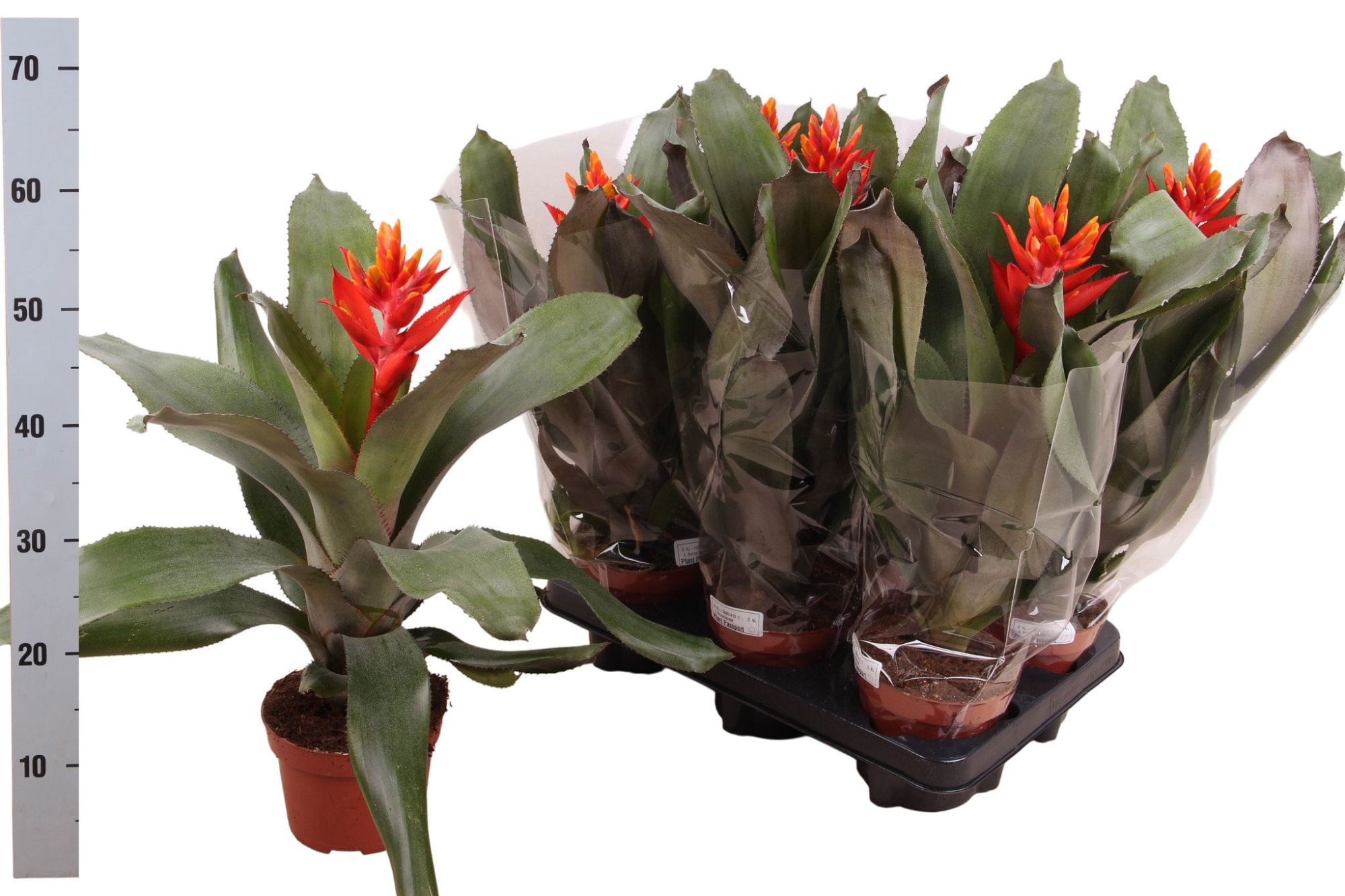 Aechmea pepita, D 12