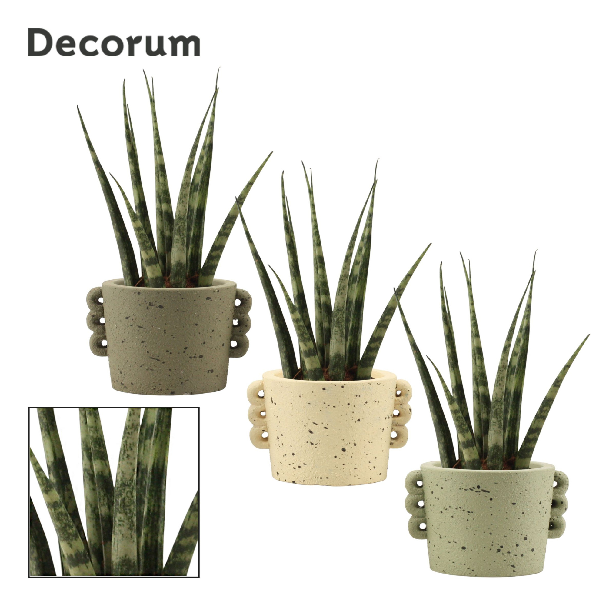 Sansevieria Fernwood 6 cm in Dione (Nature world-collection), D 6