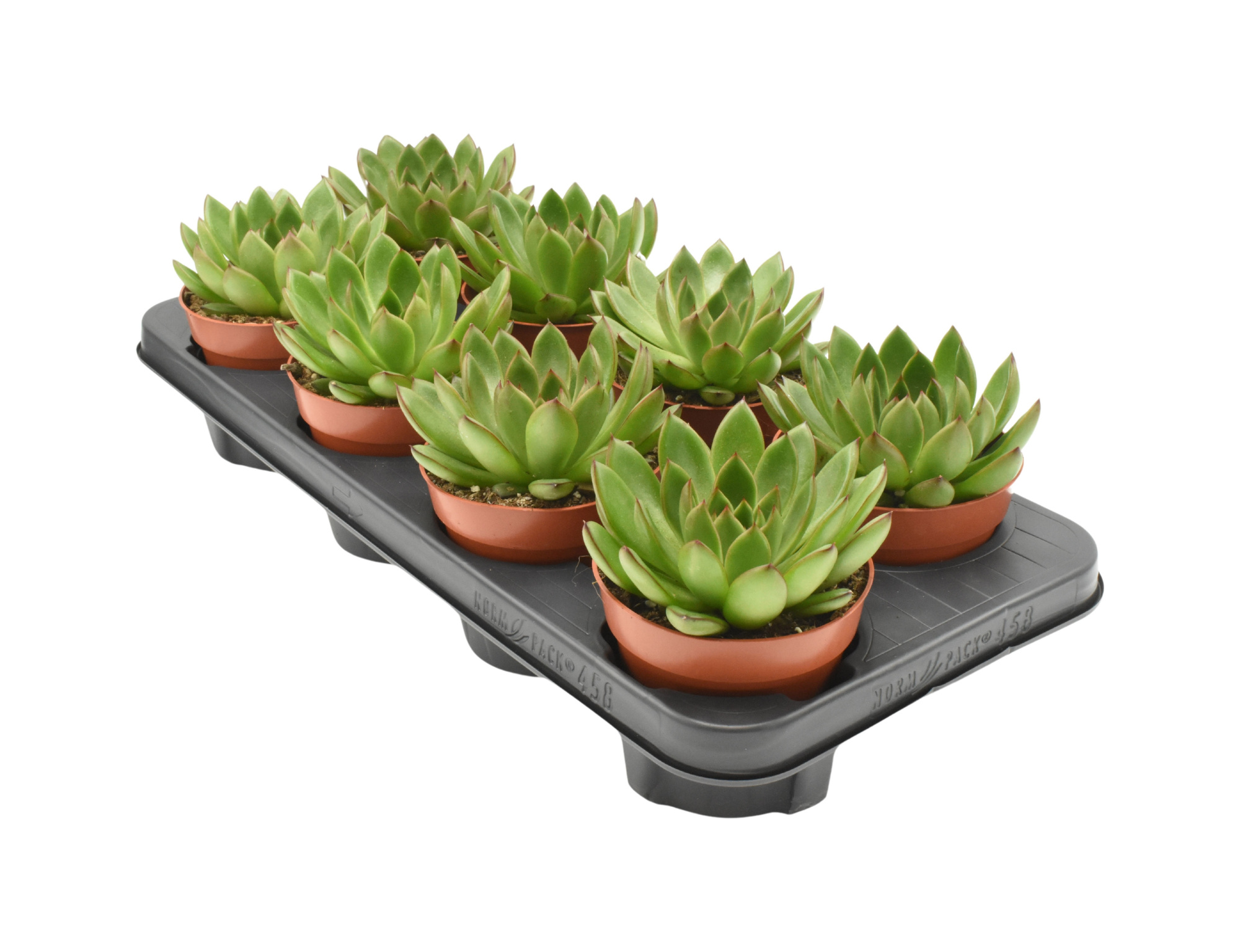 Echeveria Fiesta Rosetta, D 12 cm