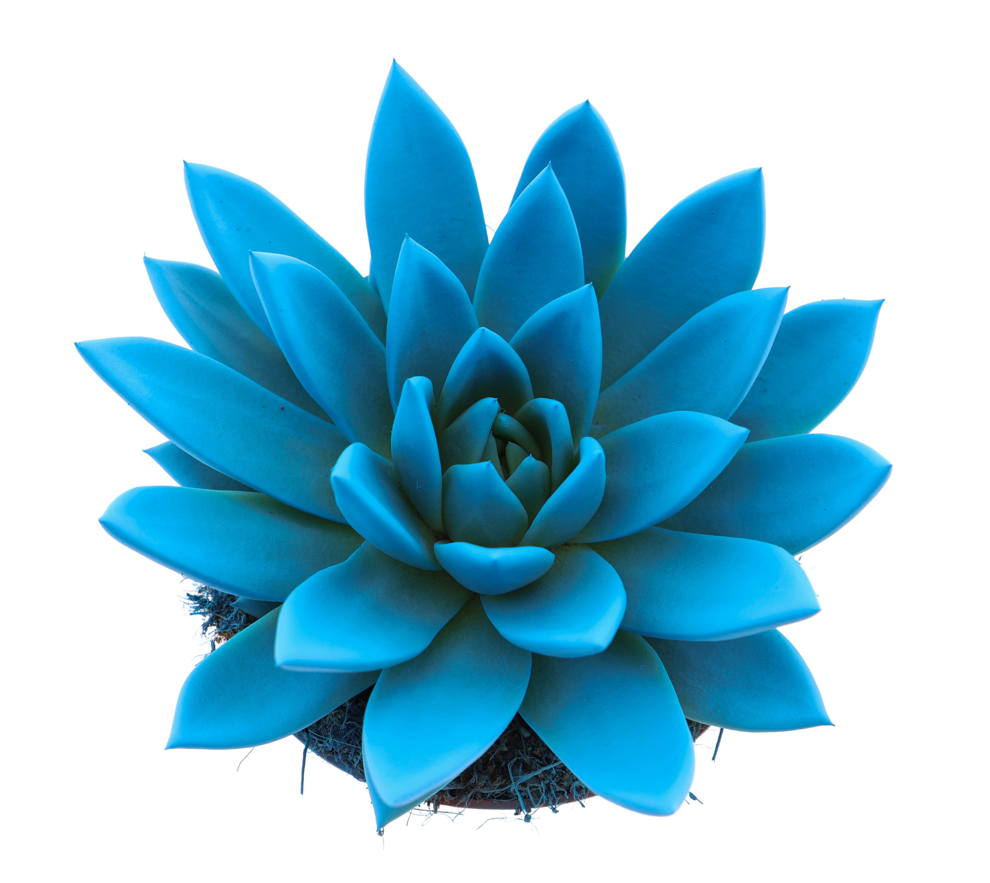 Rainbow sky blue, D 12 cm