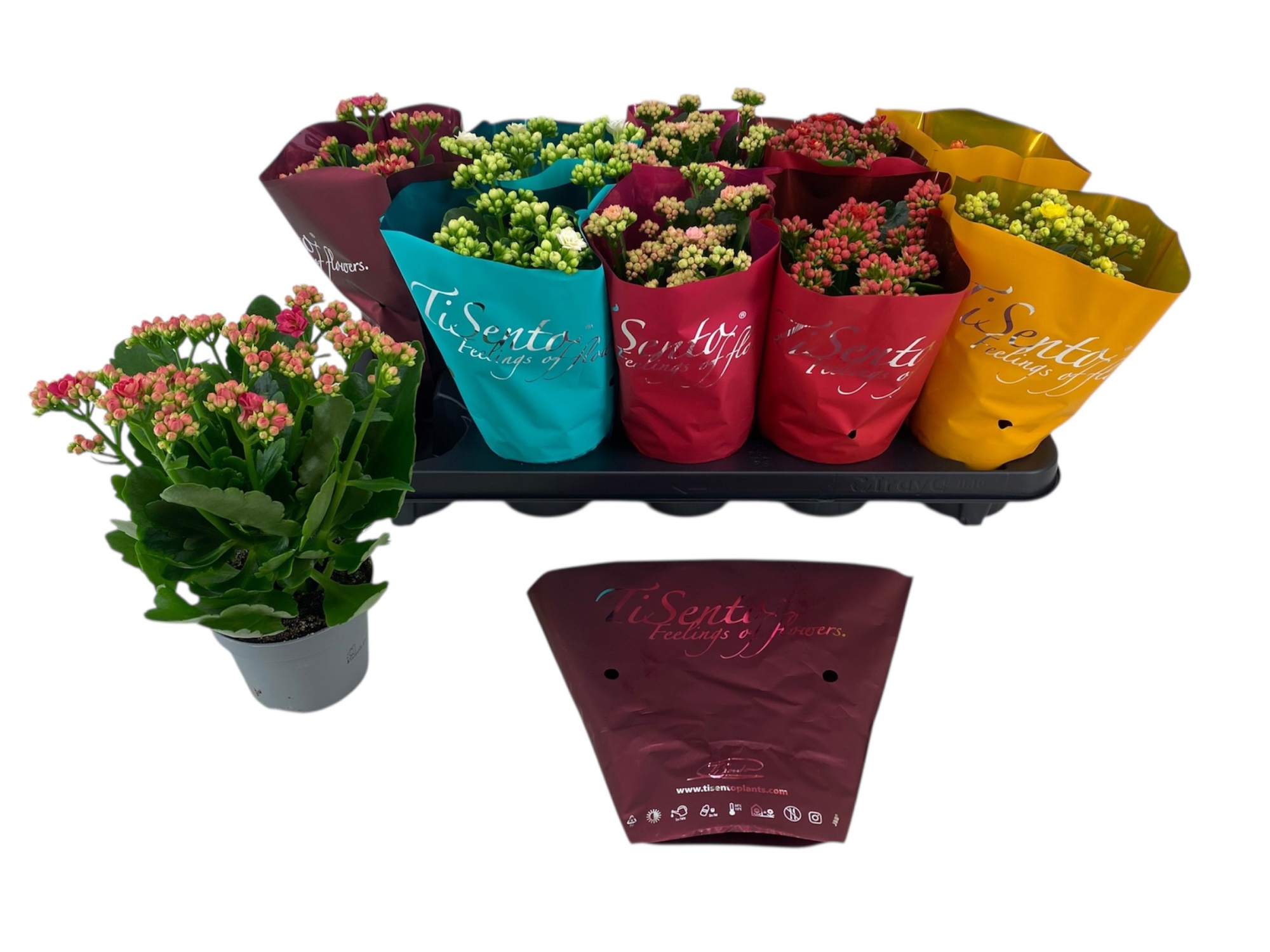 Calandiva 10,5cm - week mix, D 10,5