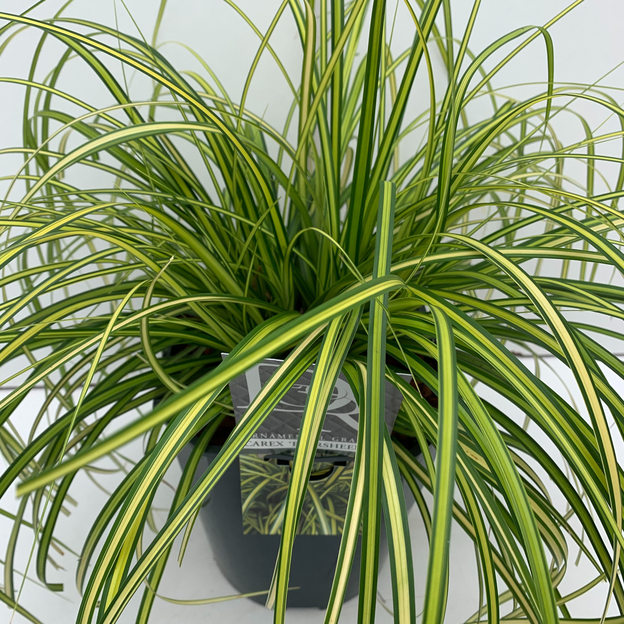 Carex 'Eversheen', D 23 cm