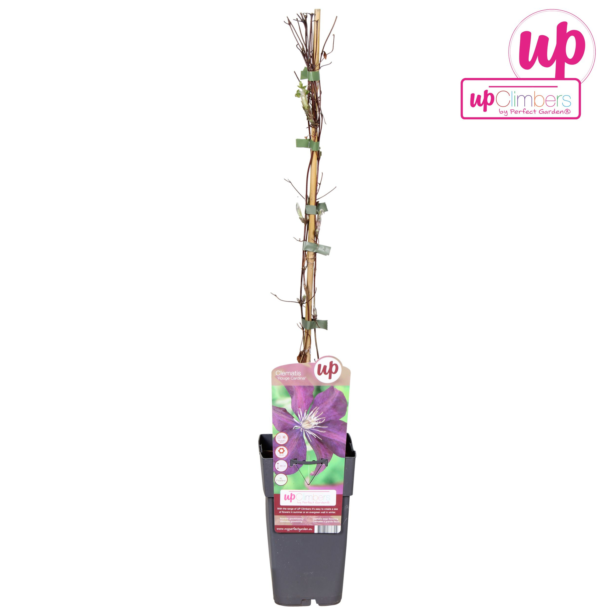 Clematis Rouge Cardinal P15, D 15