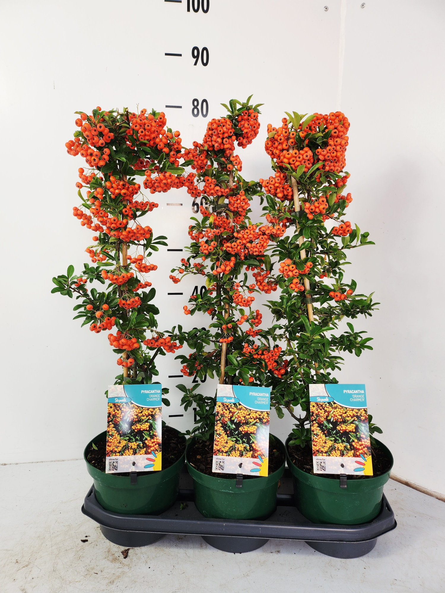 Pyracantha Orange Charmer, D 19 cm