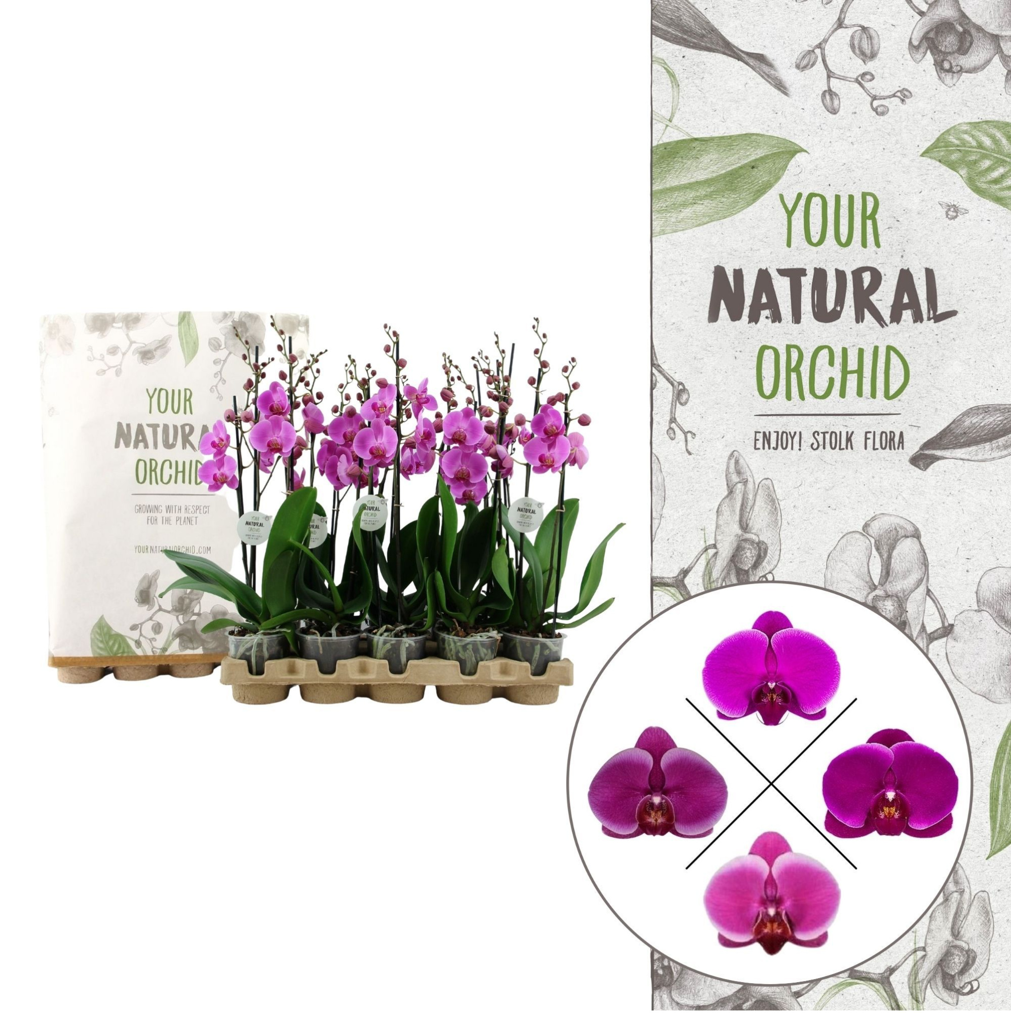 Your Natural Orchid | Eco Lila | Phalaenopsis 2 spike, D 12 cm