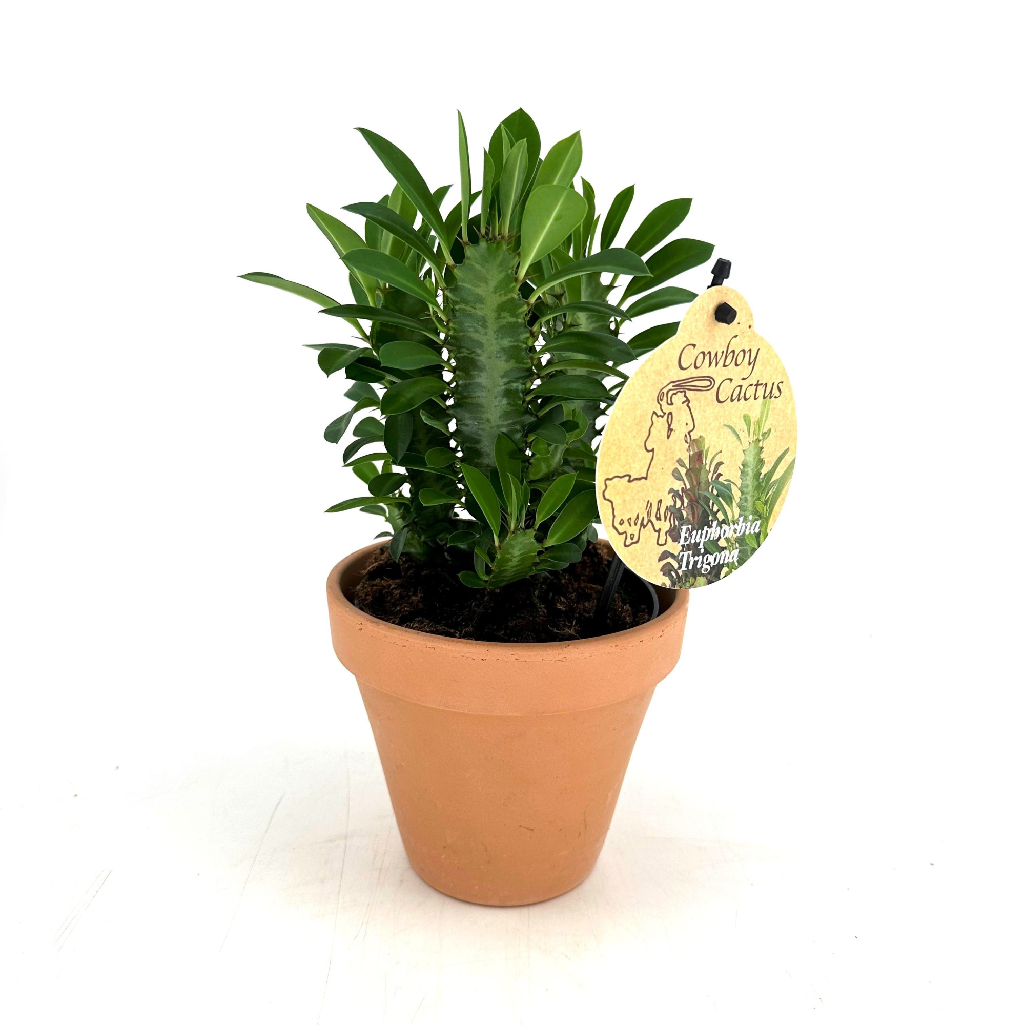 Euphorbia Trigona "bushy" Green - w/claypot, D 13 cm
