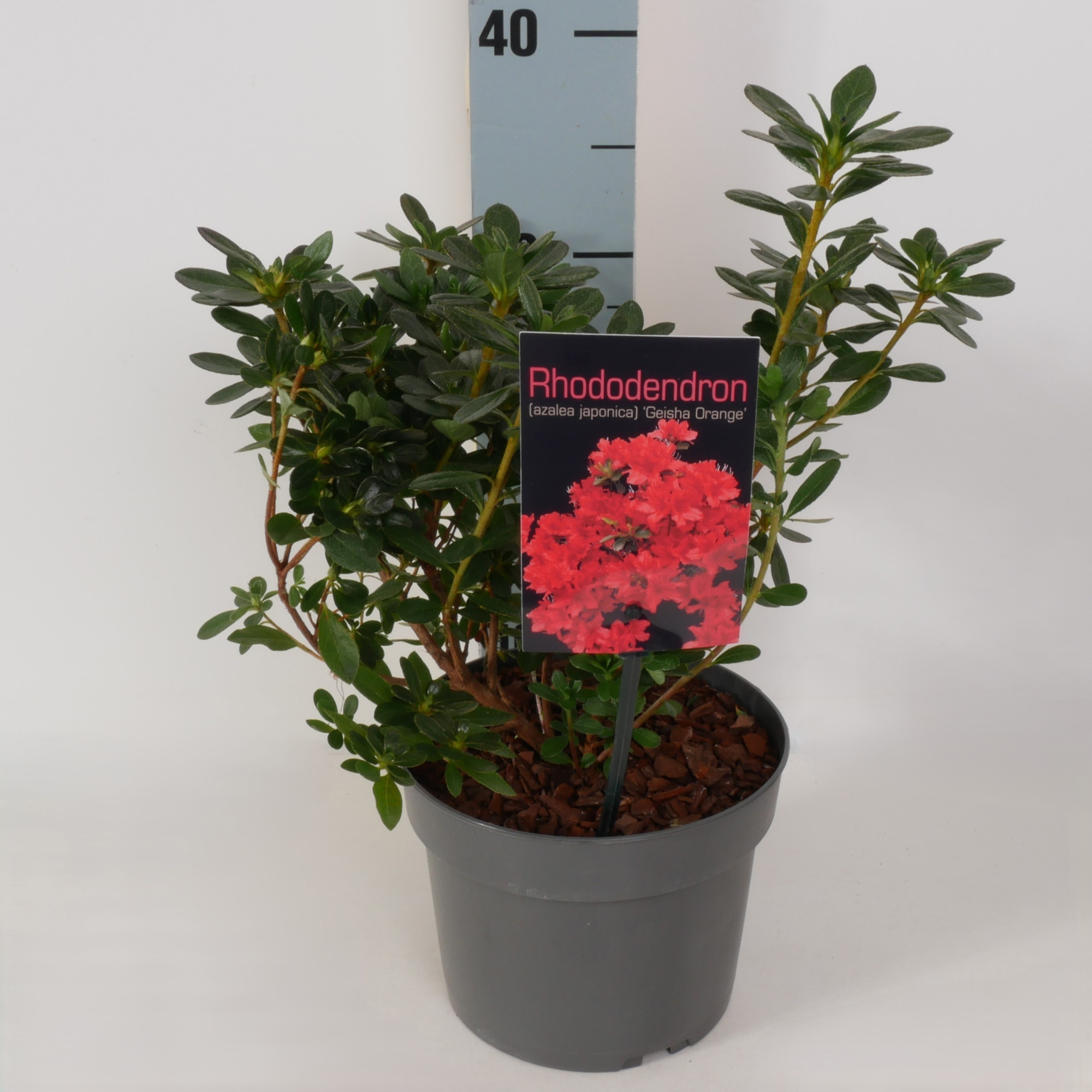 Rhododendron (AJ) 'Geisha Orange' P17, D 17