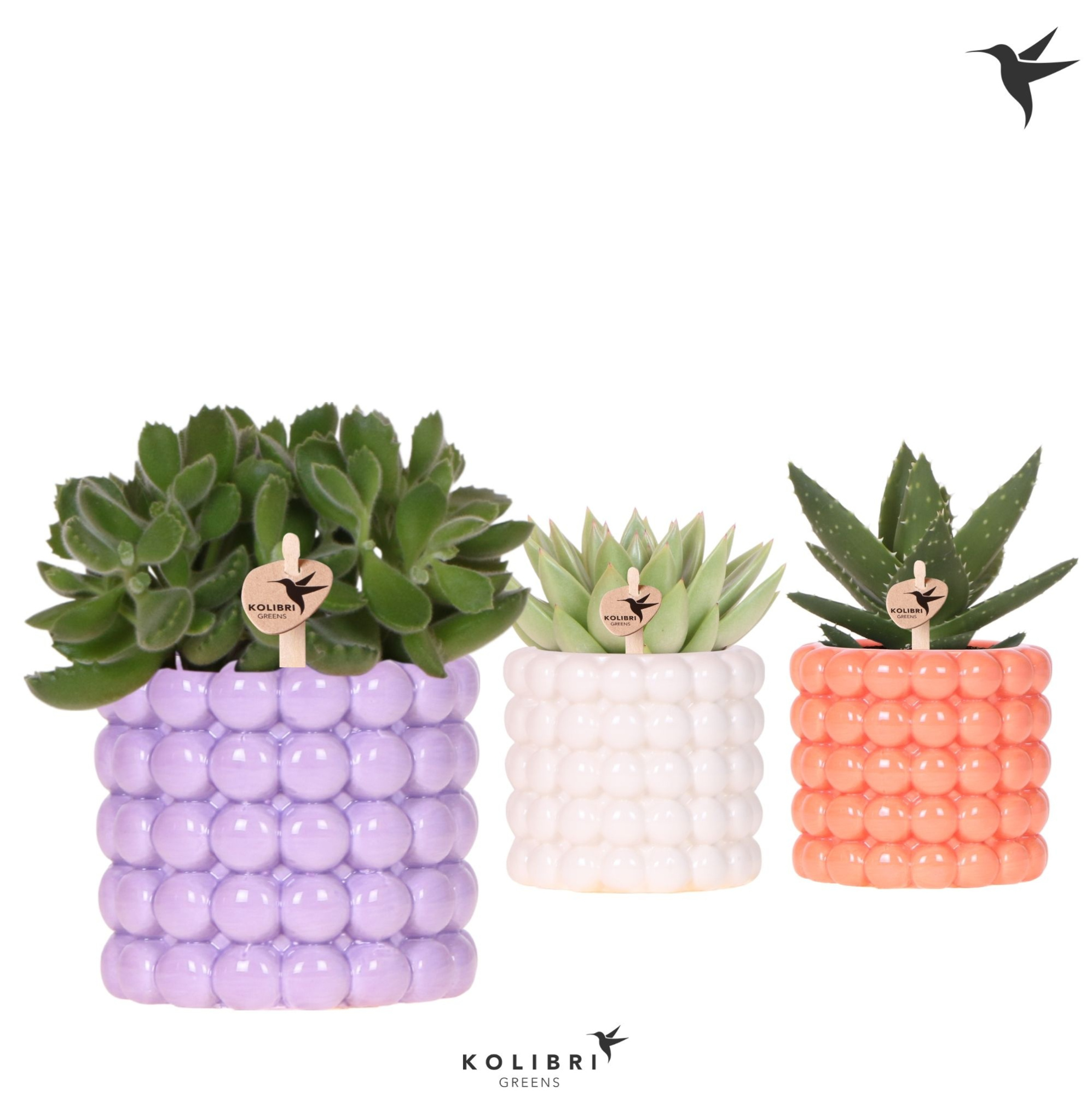 Kolibri Greens Succulenten mix in Poppy pot mix, D 9 cm