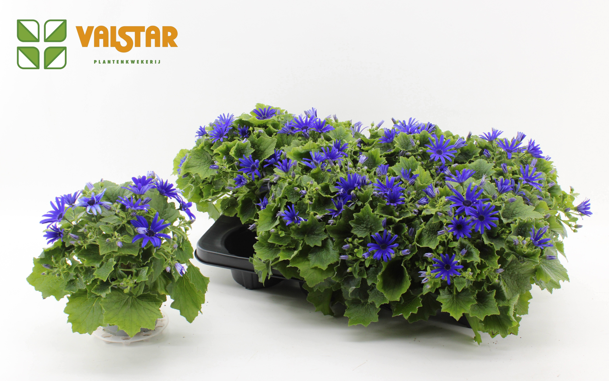 Pericallis Cruenta Senetti Bang Blue 12 cm, D 12