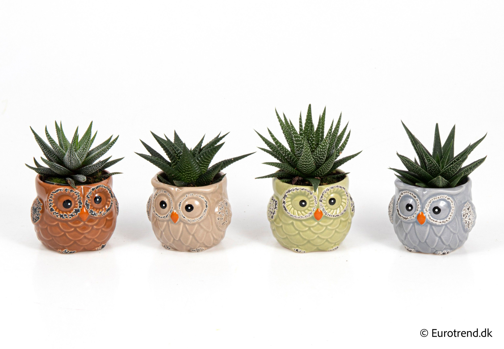 Succulent mix in owl ceramic - Spring, Summer & Autumn 2025, D 6 cm
