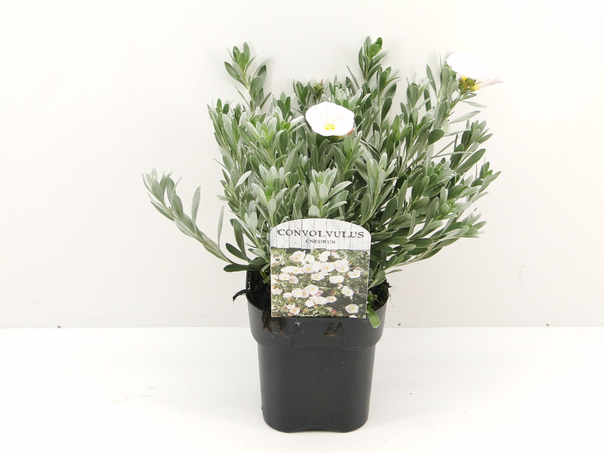 Convolvulus cneorum, D 17 cm