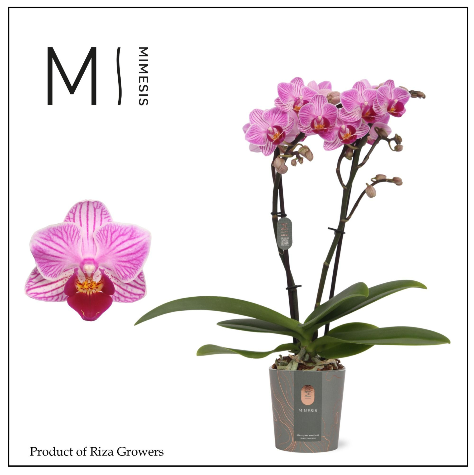 Phalaenopsis Lotte 2 spike – 7cm | Mimesis, D 7 cm