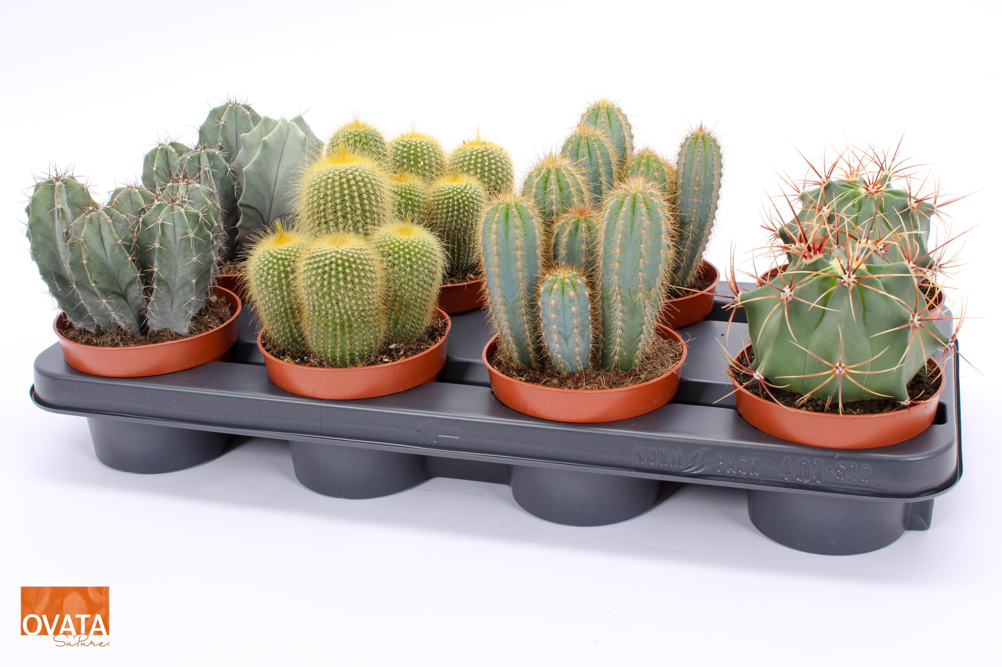 Cactus mix 12 spines, D 12 cm